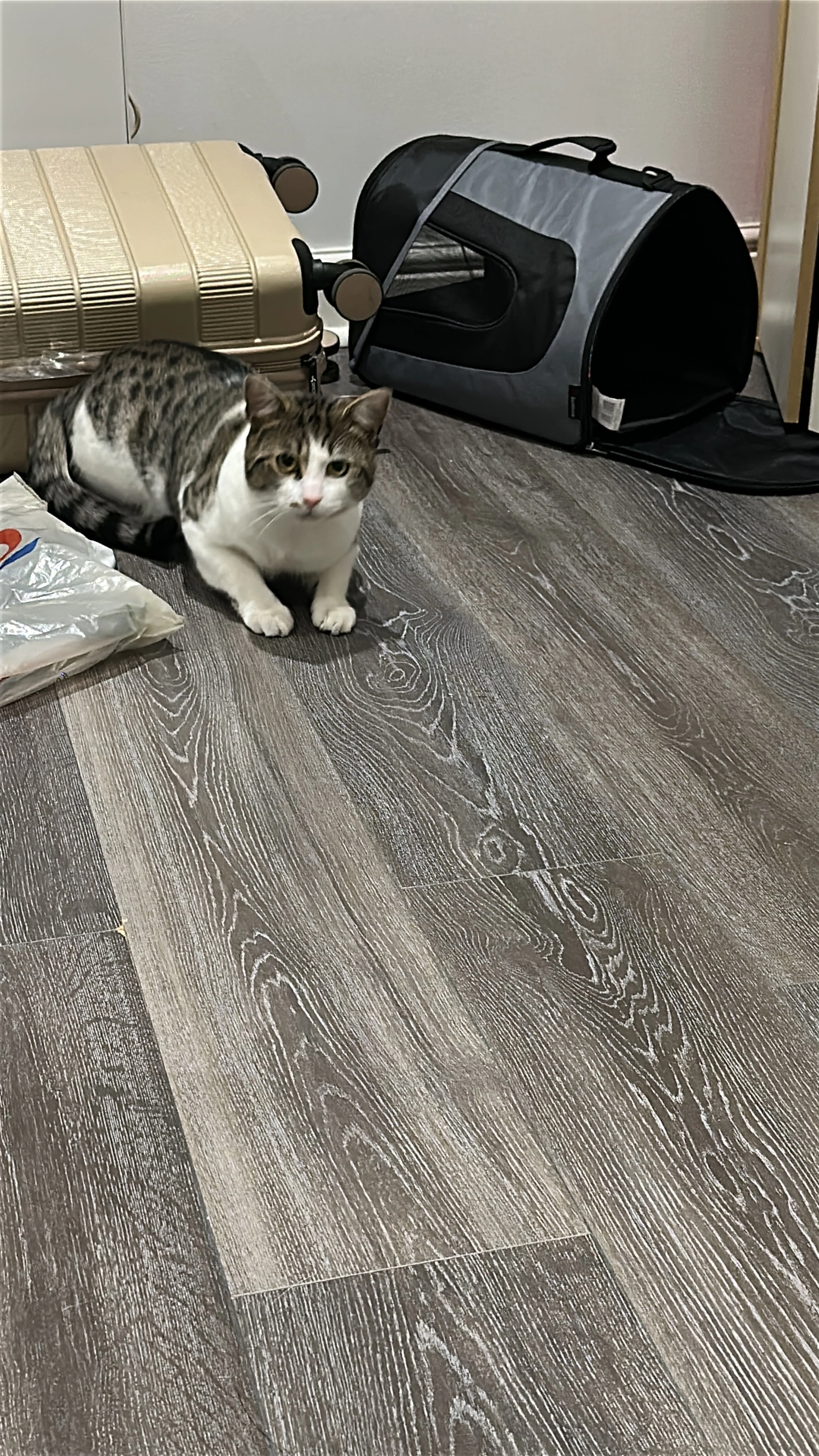 Peci - Fishergate, Preston