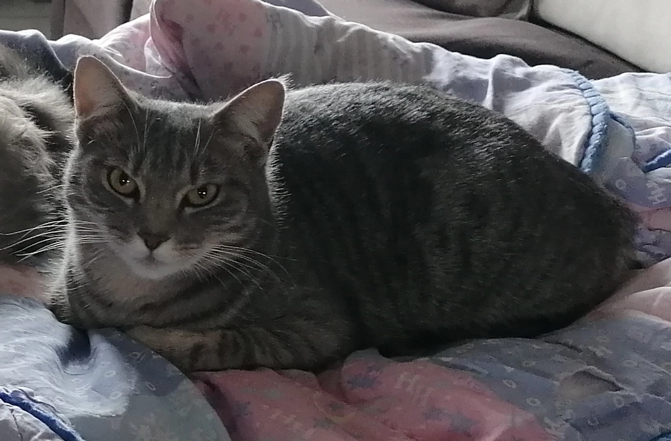 SILKA - Les Bleuets, Romans-sur-Isère