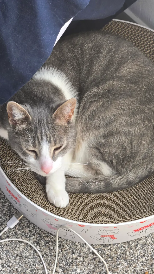 Eddie - W 117th Ter, Olathe