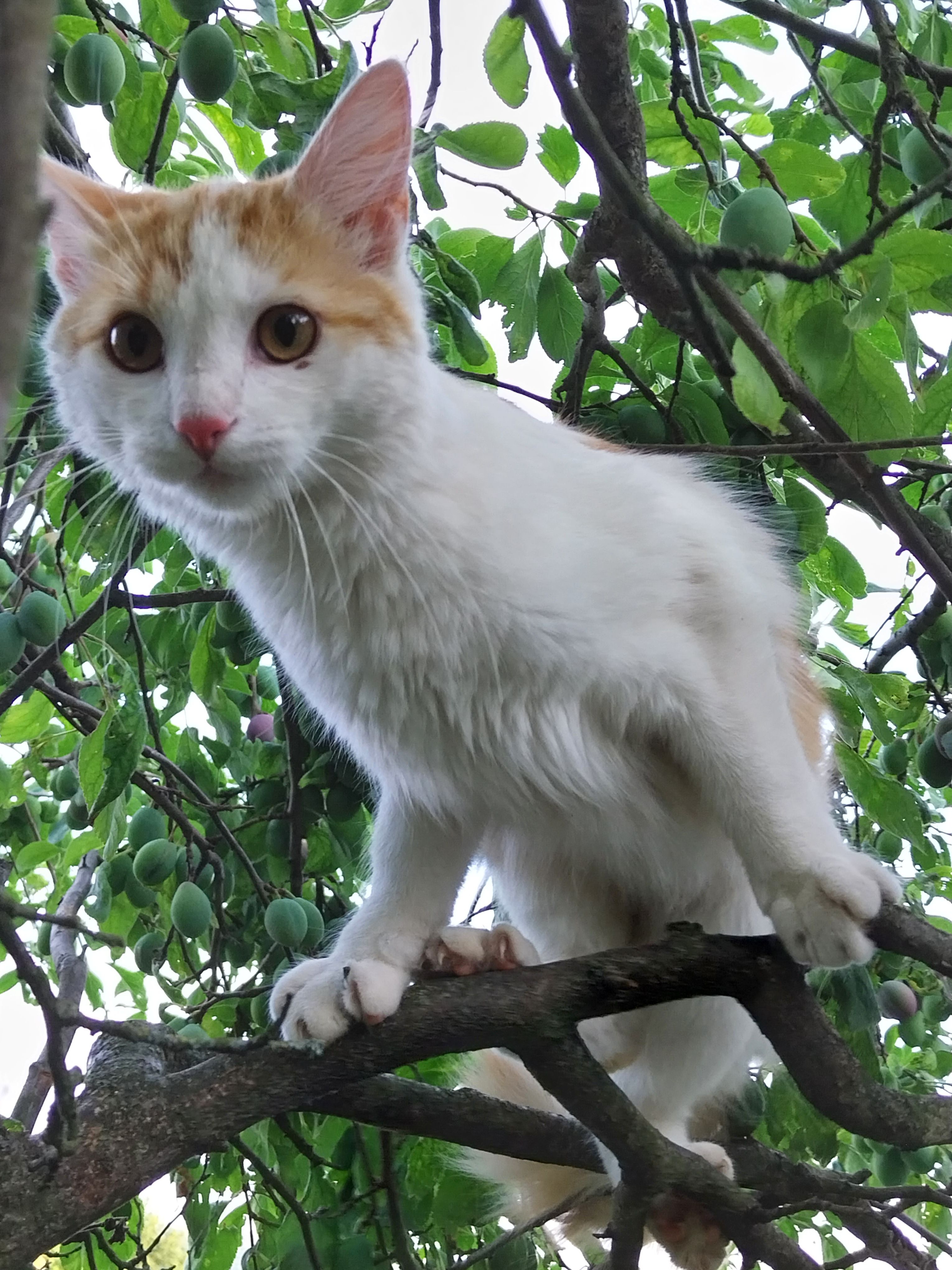 Toulouse - L50, Eggenburg