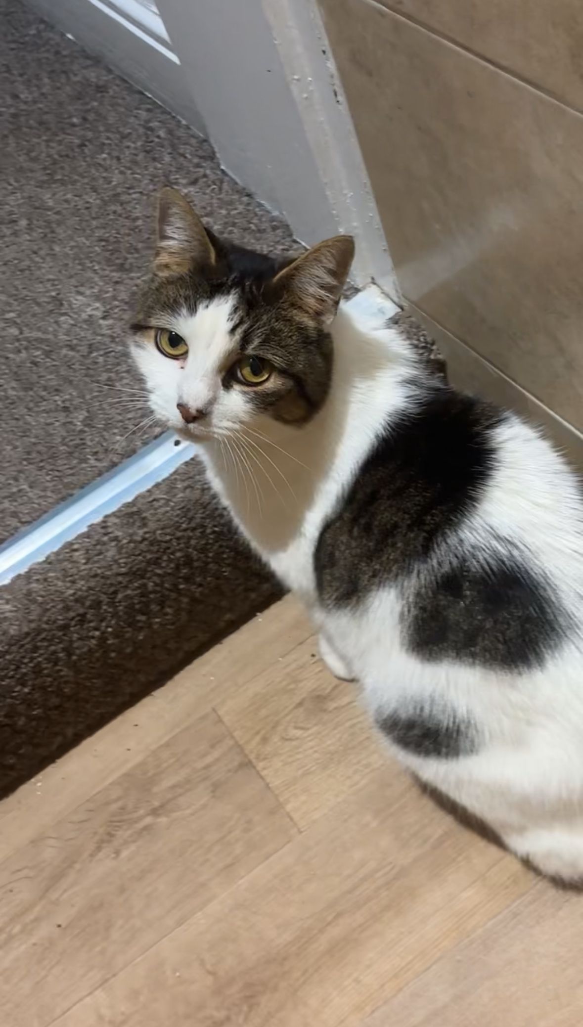 Tabby - Westminster Street, Crewe