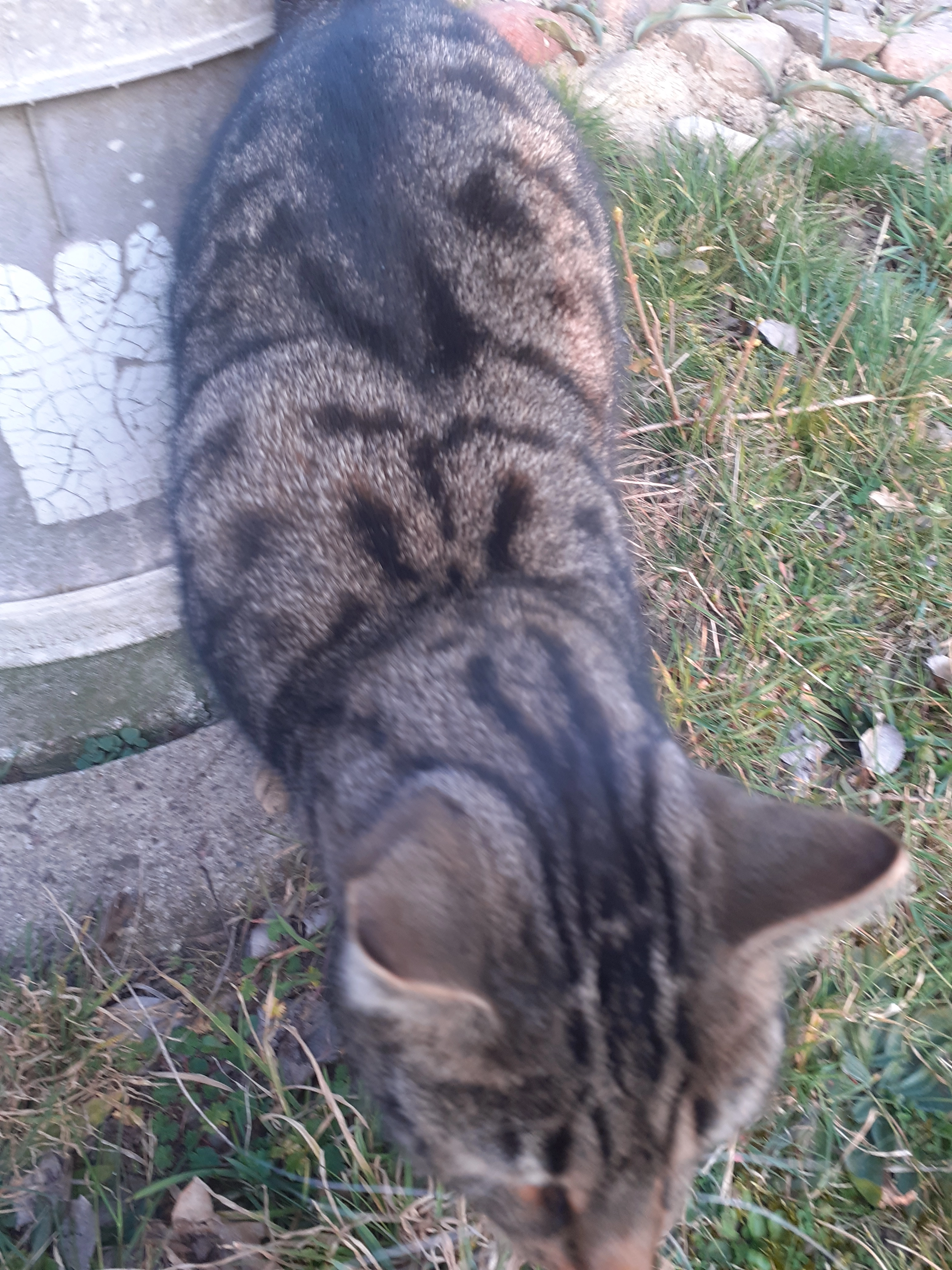 Bolek - 17217, Kuckssee