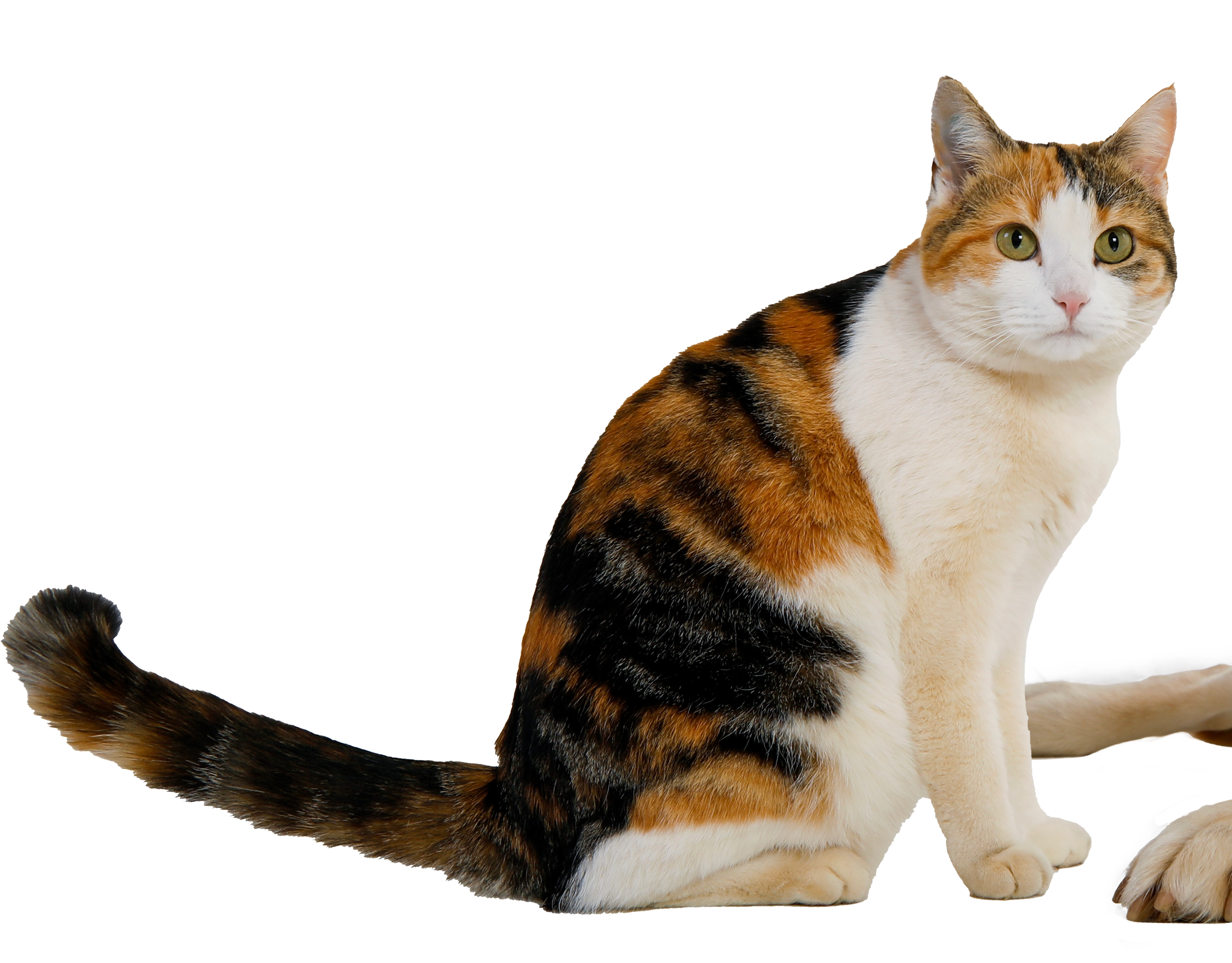 Nuri  - Kleines Eschle, Laupheim