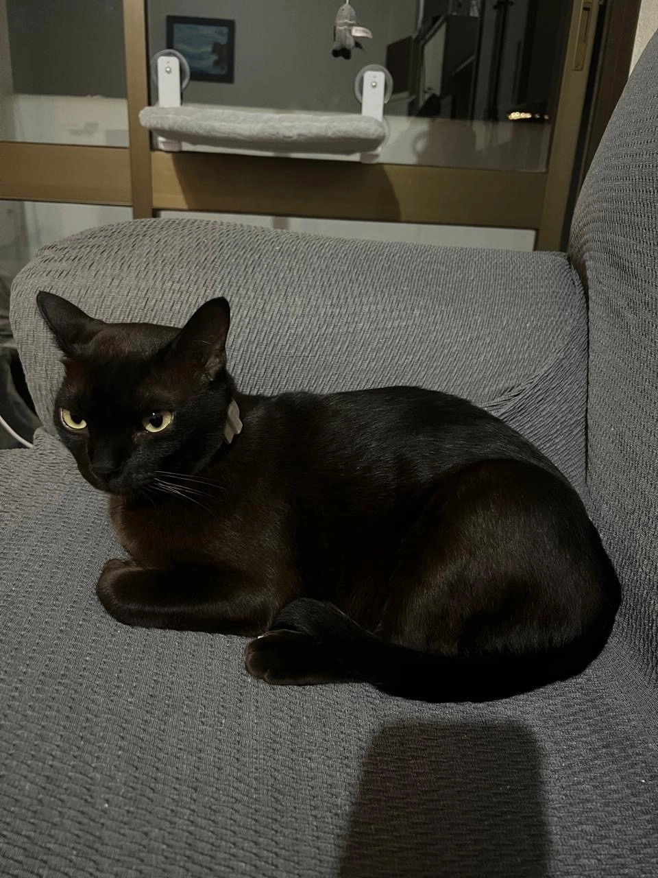 Whisky  - Calle 25, Marbella