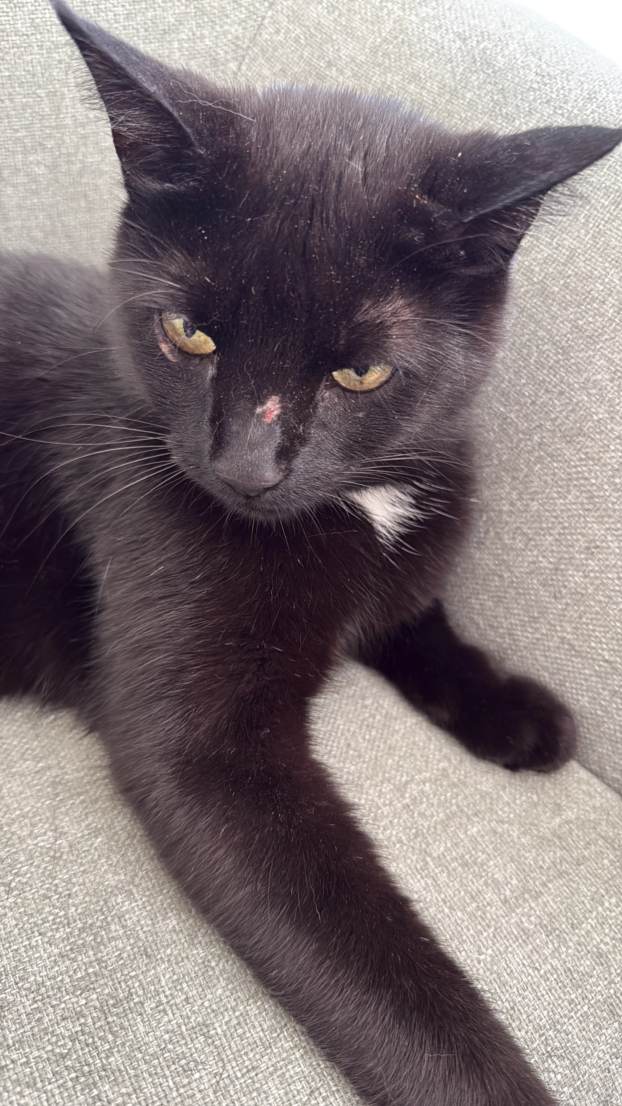 Nyx - Fürstenwalder Straße 39, Frankfurt