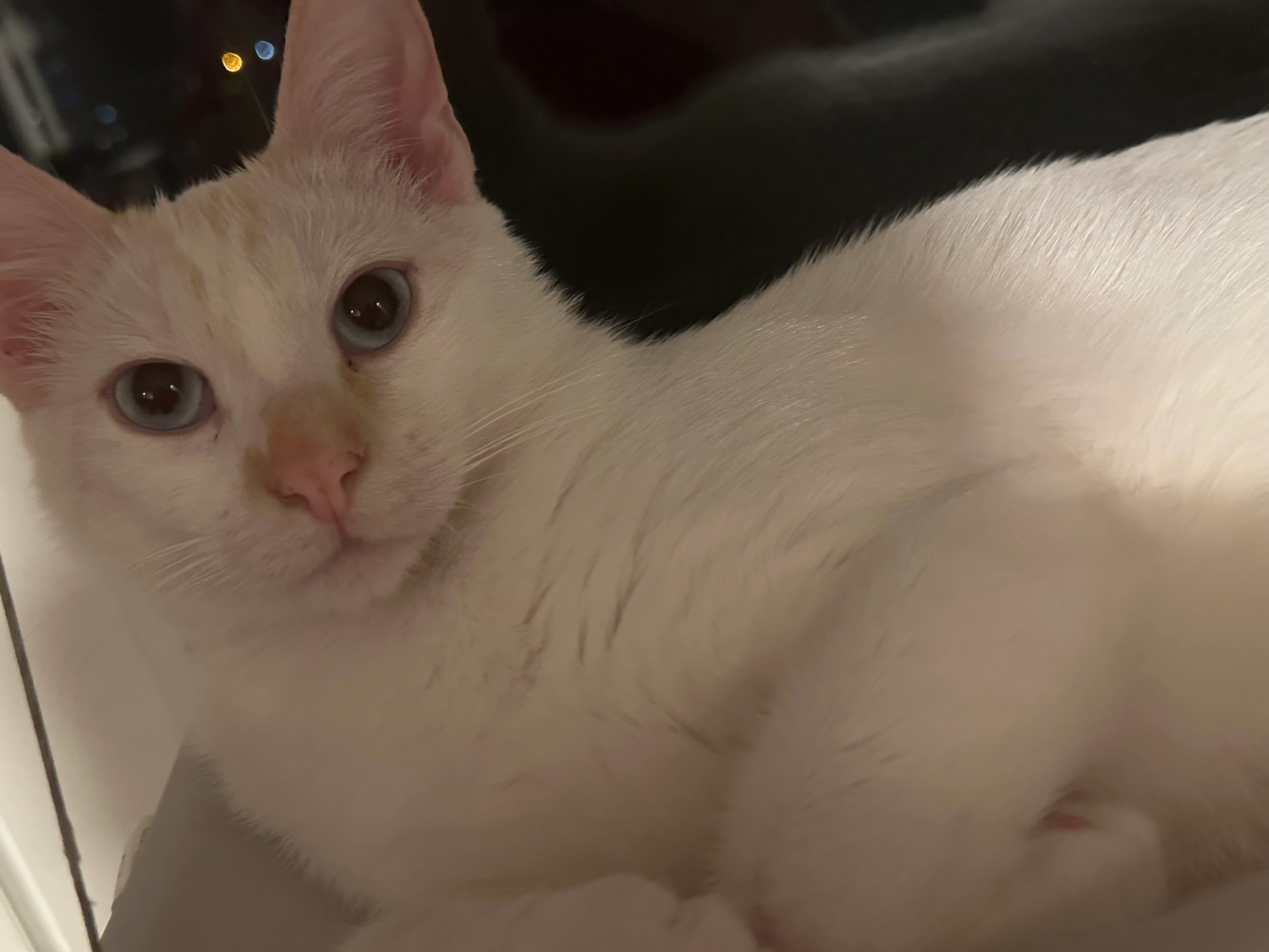 Chat - Rue Henri Matisse, Mulhouse