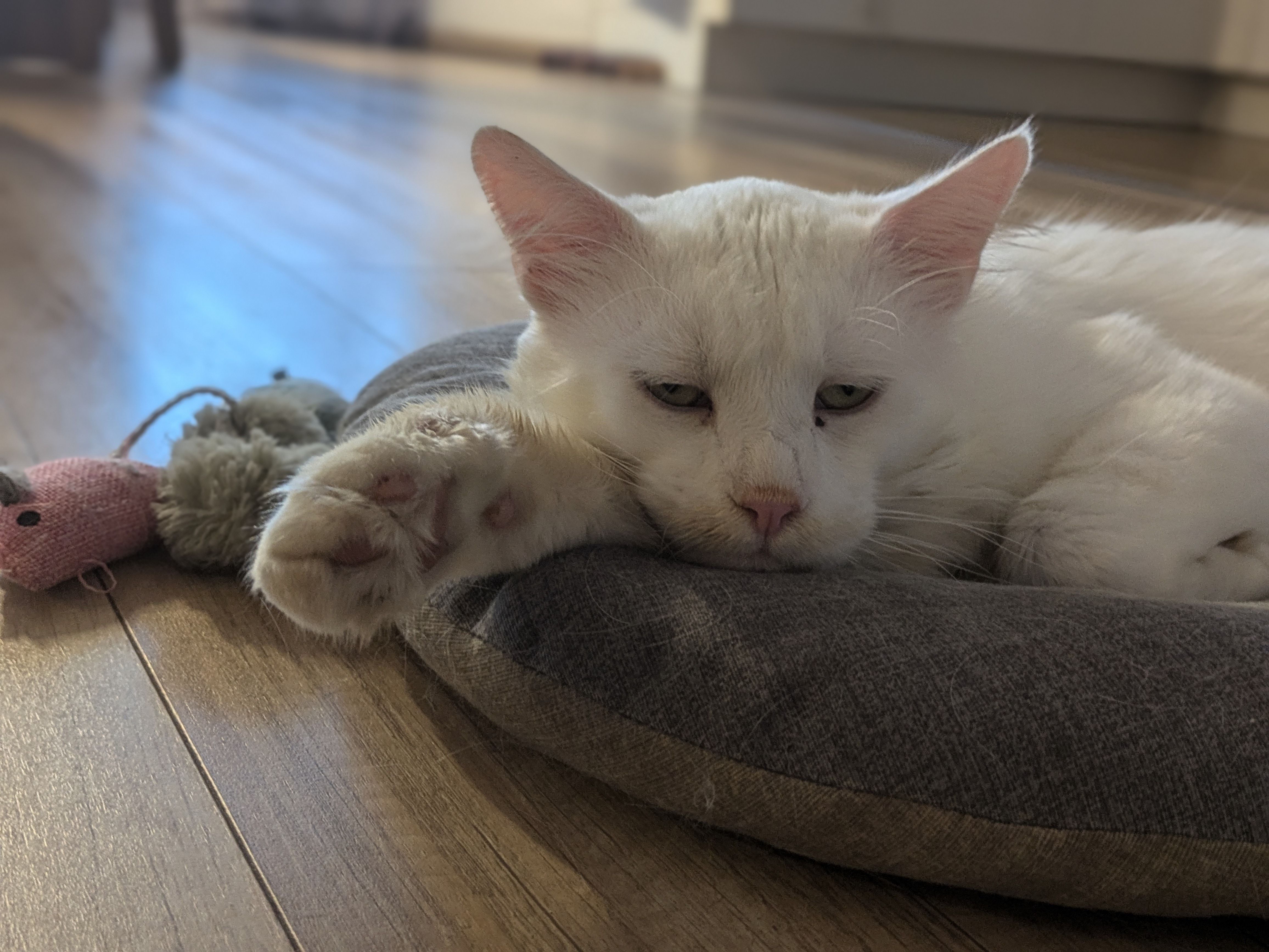 Amadeus  - Karl-Schlecht-Straße, Crailsheim