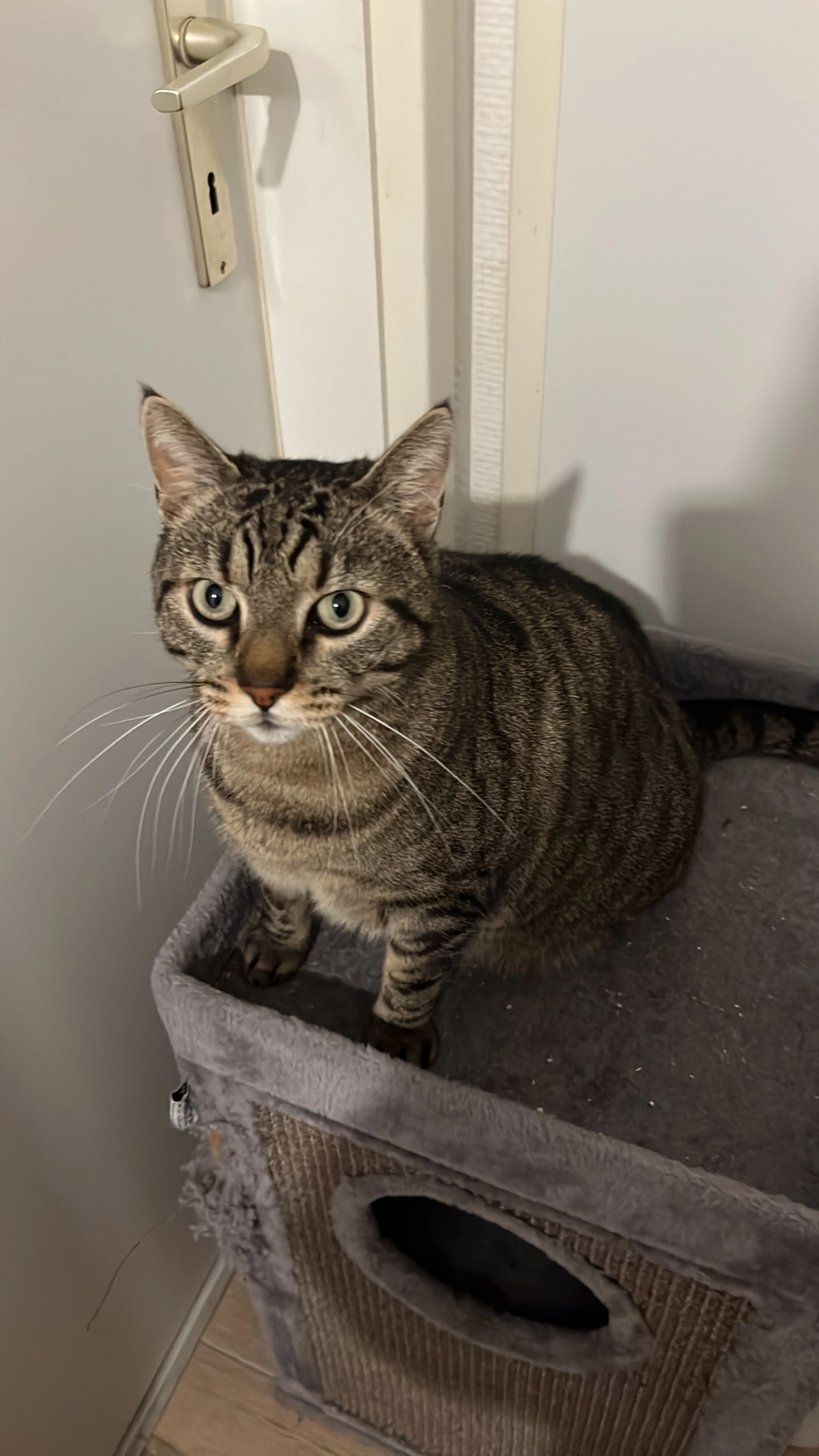 Soki - Am Scheidweg, Grävenwiesbach