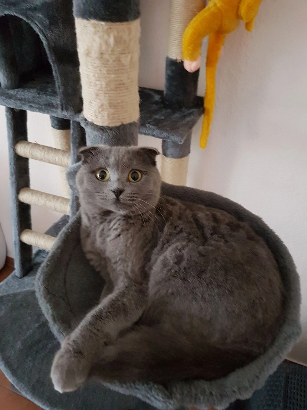 Missy - Buenser Weg, Buchholz in der Nordheide