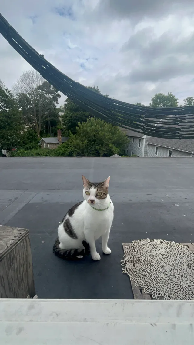 Max - Cerretta Street, Stamford