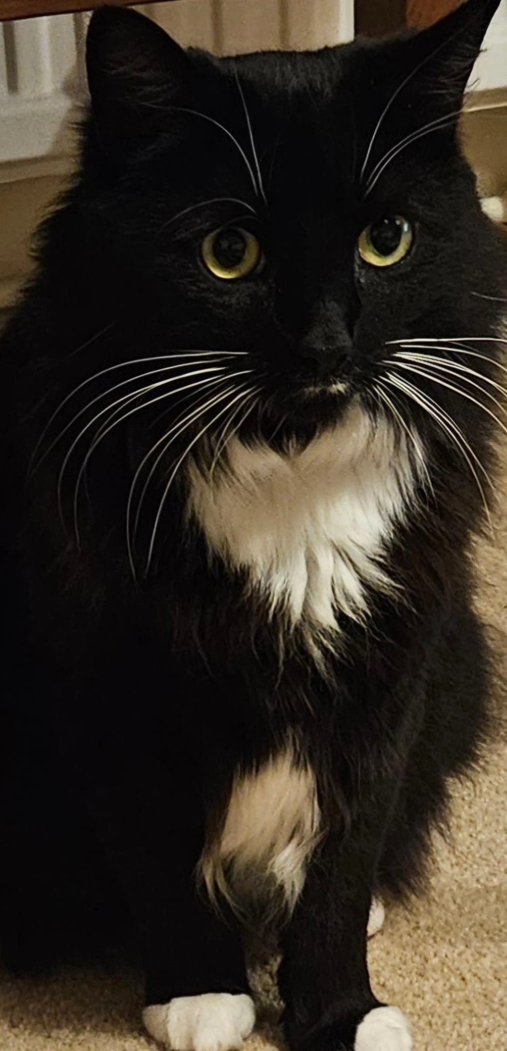 sitabo - Arizona Crescent, Warrington