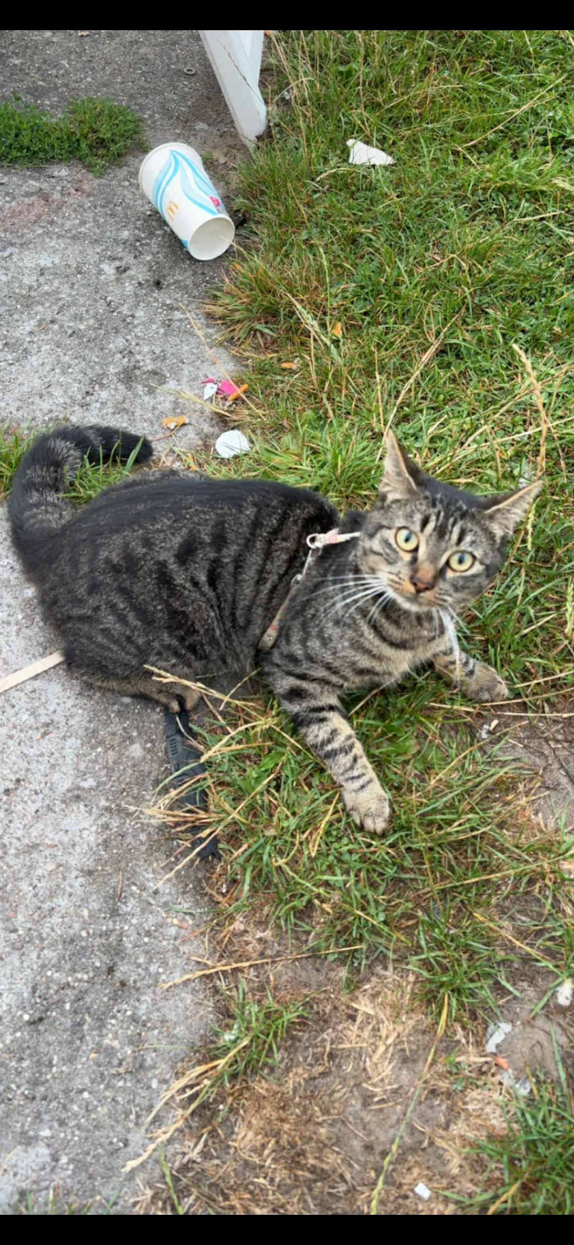 Gizmo - Arendstraat 22, Oostende