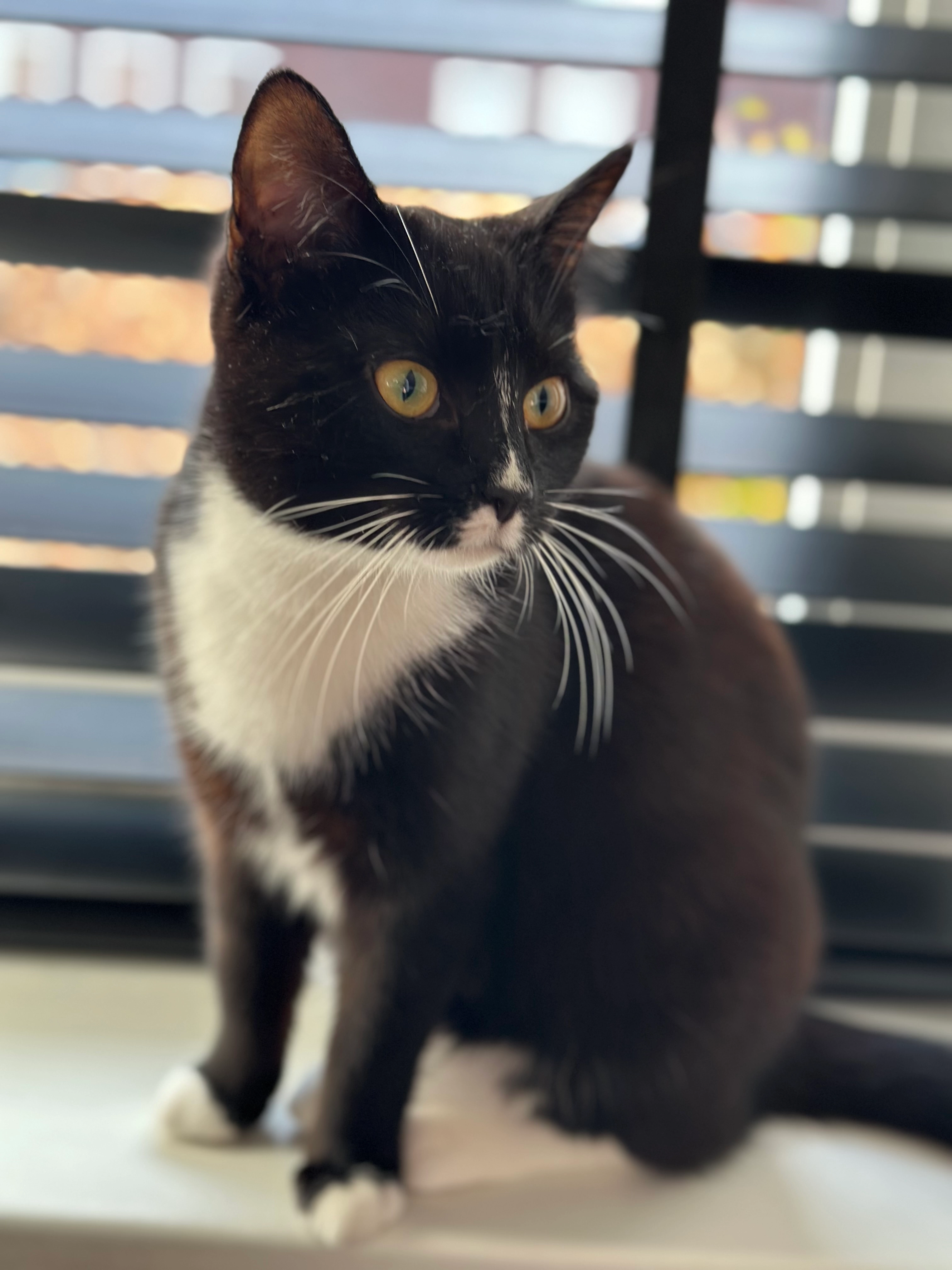 Yuki - Pembastraat, Almere