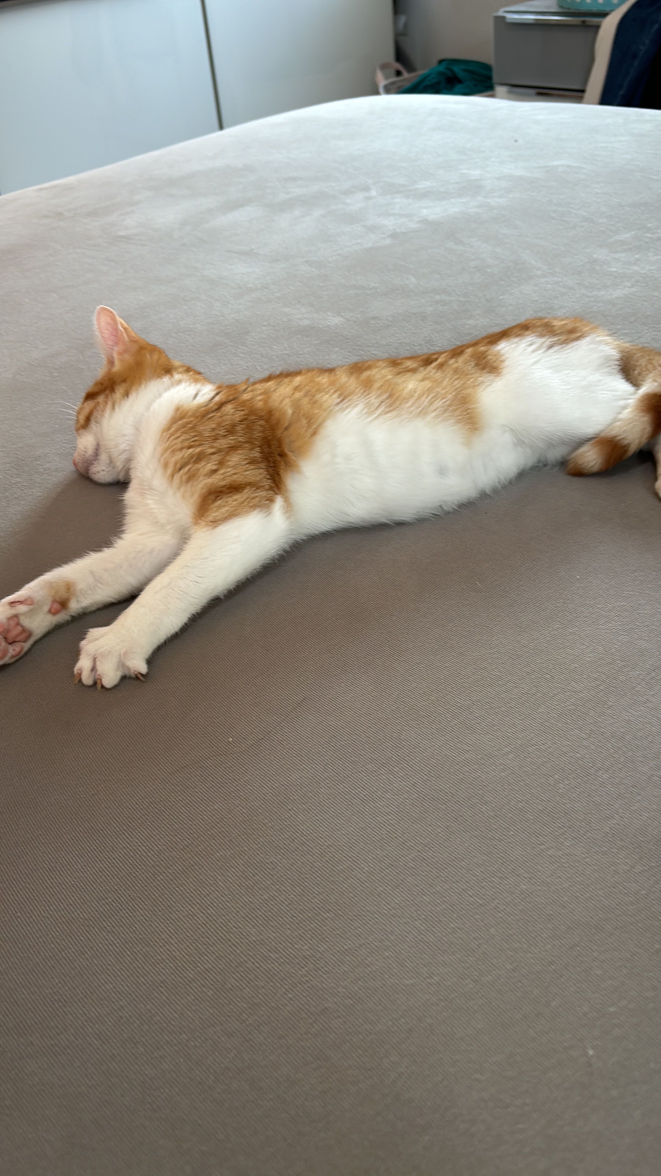 Karlotta - Alwin-Lensch-Straße 41, Niebüll