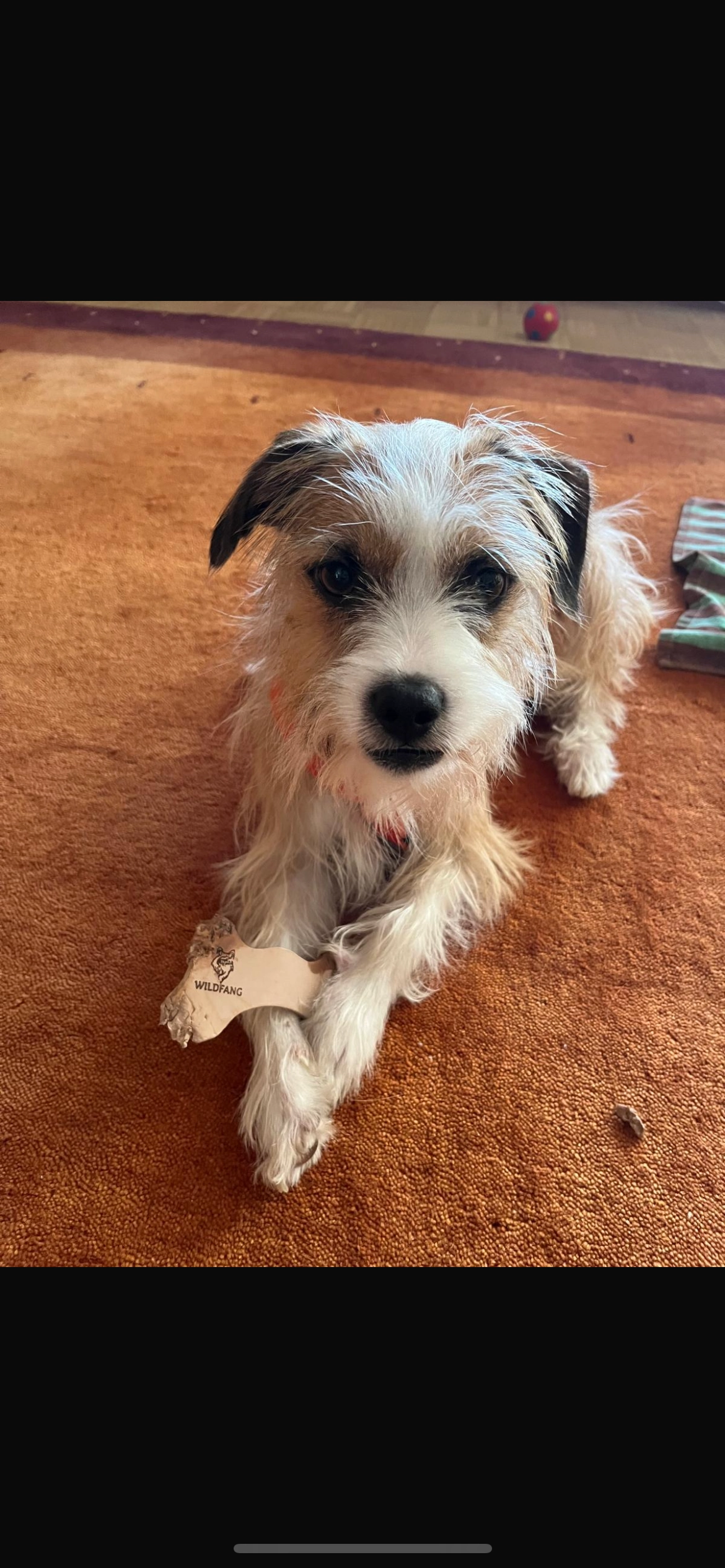 Niki - Taubenweg, Wiesbaden