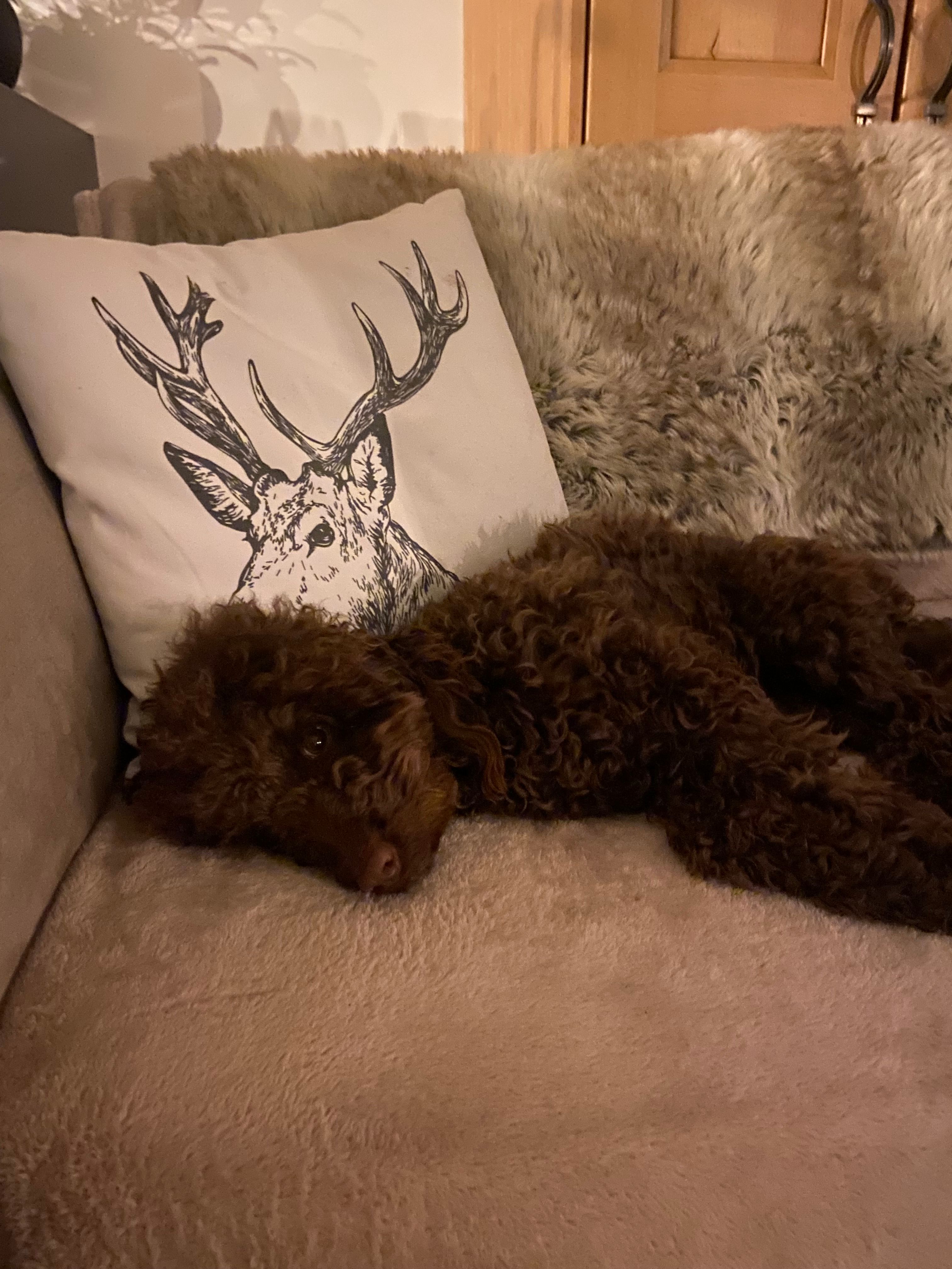 Mabel  - Upfield, Horley