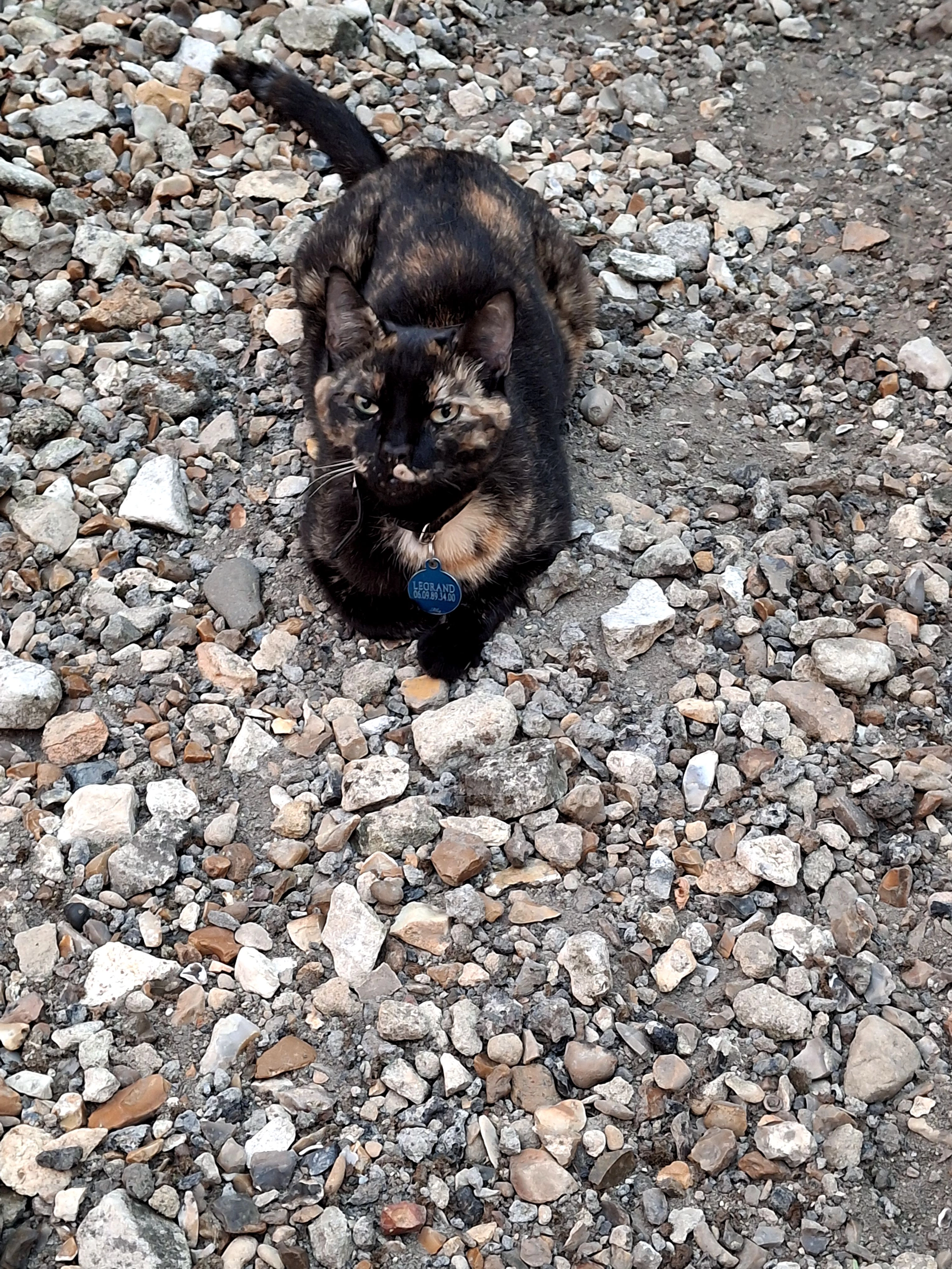 Zazou - 17 Rue Docteur Gachet, Auvers-sur-Oise