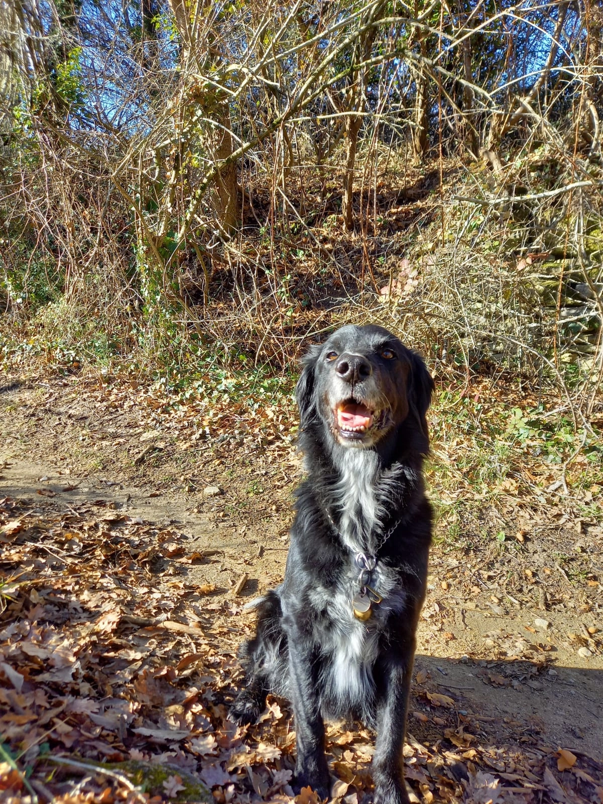 Ushu (surnommé Chouchou) - Route de Saint-Gens, Le Beaucet