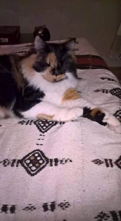 Minette - Route du Haut-Lignon, Le Chambon-sur-Lignon