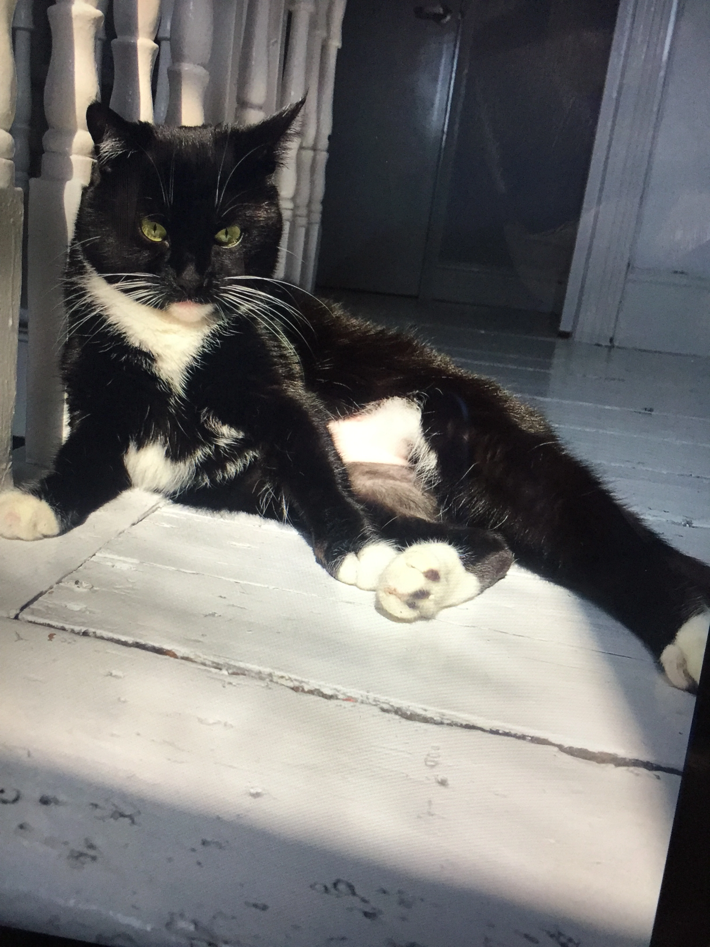 Lola - Rugby Place, Brighton