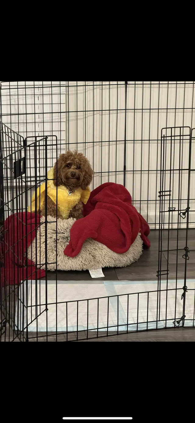 Teddy - 7006 Richland Ct, Roswell