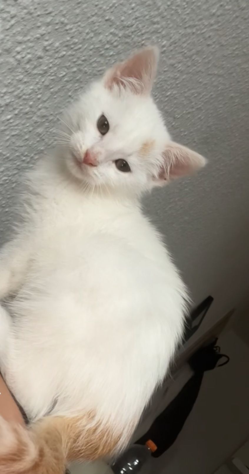 Poseidon  - Brockhauser Weg, Lingen