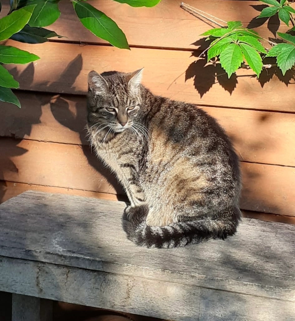 Molly - Forststraße, Rathenow