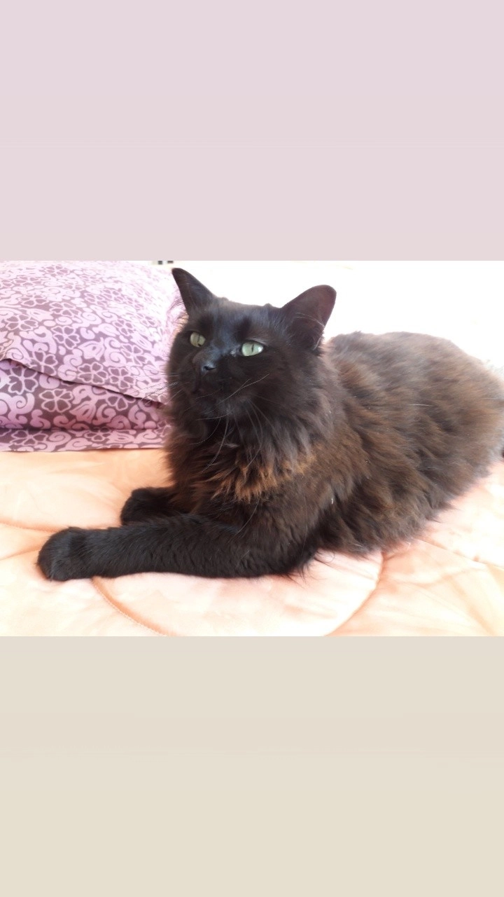 Cachou - Impasse Des Chênes Verts, Cabestany