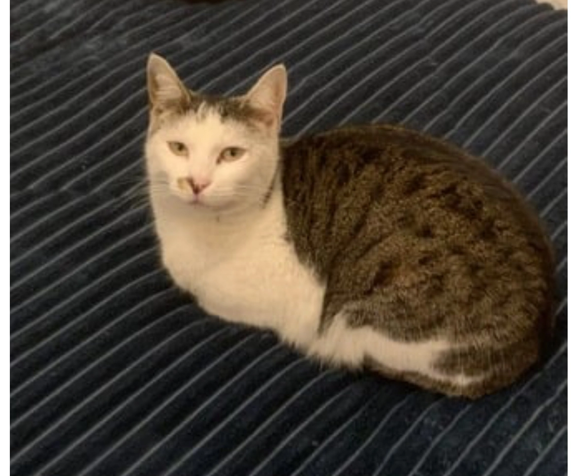 Simba  - Rua Primeiro de Maio, Ribeira Ruiva