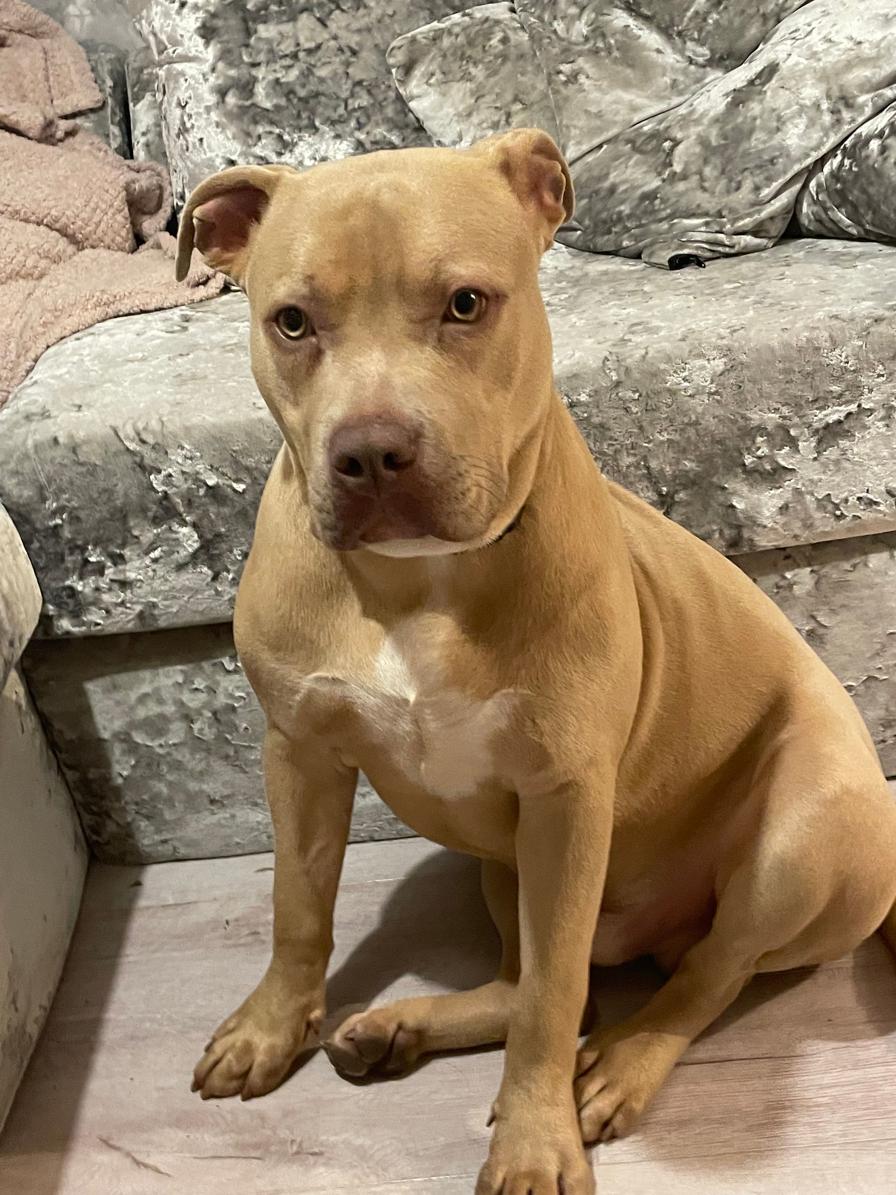 Rocky  - Mornington Road, Canvey Island