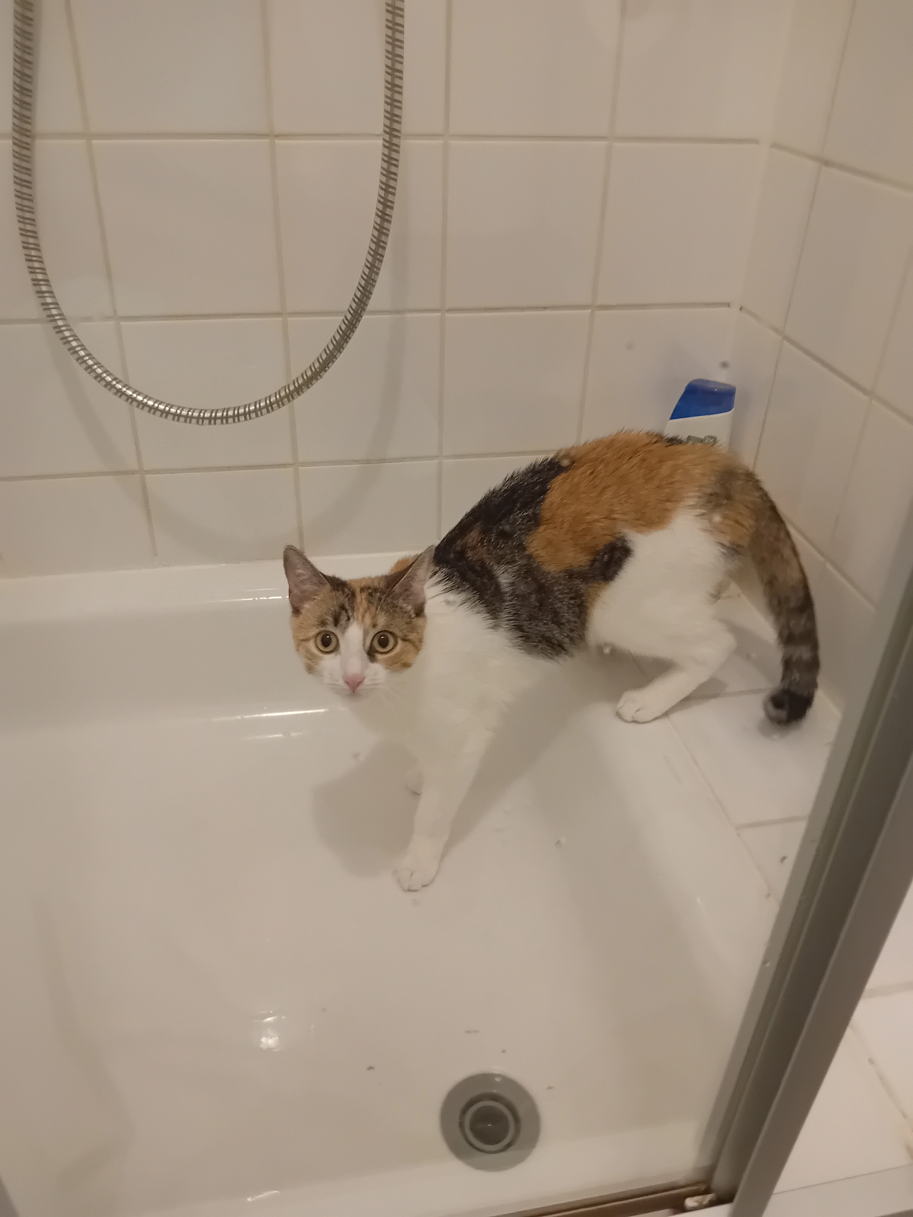 Luna  - Industriestraße 8, Steyr