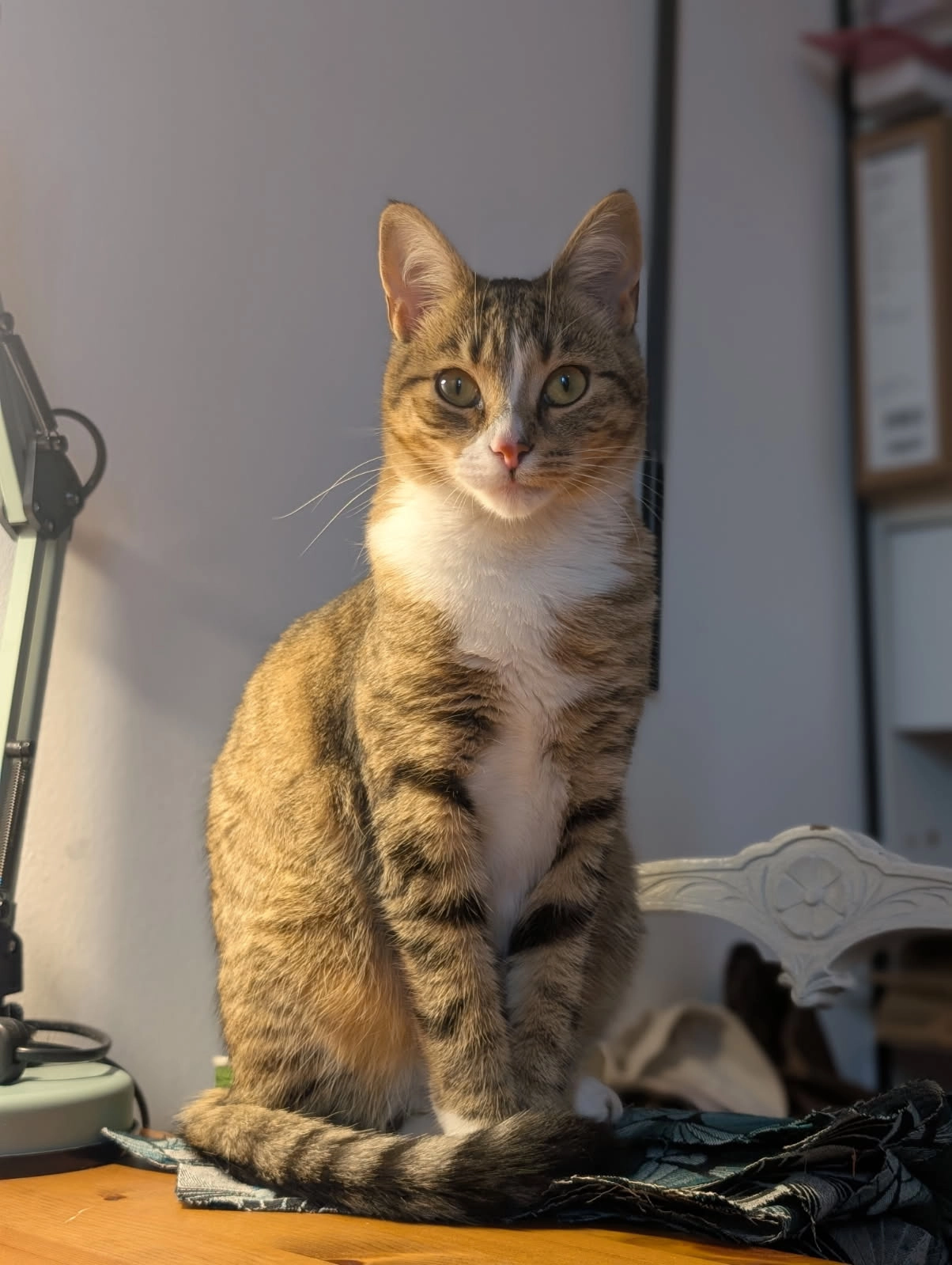 Mitsuki  - Rue de la République, La Roche-sur-Yon