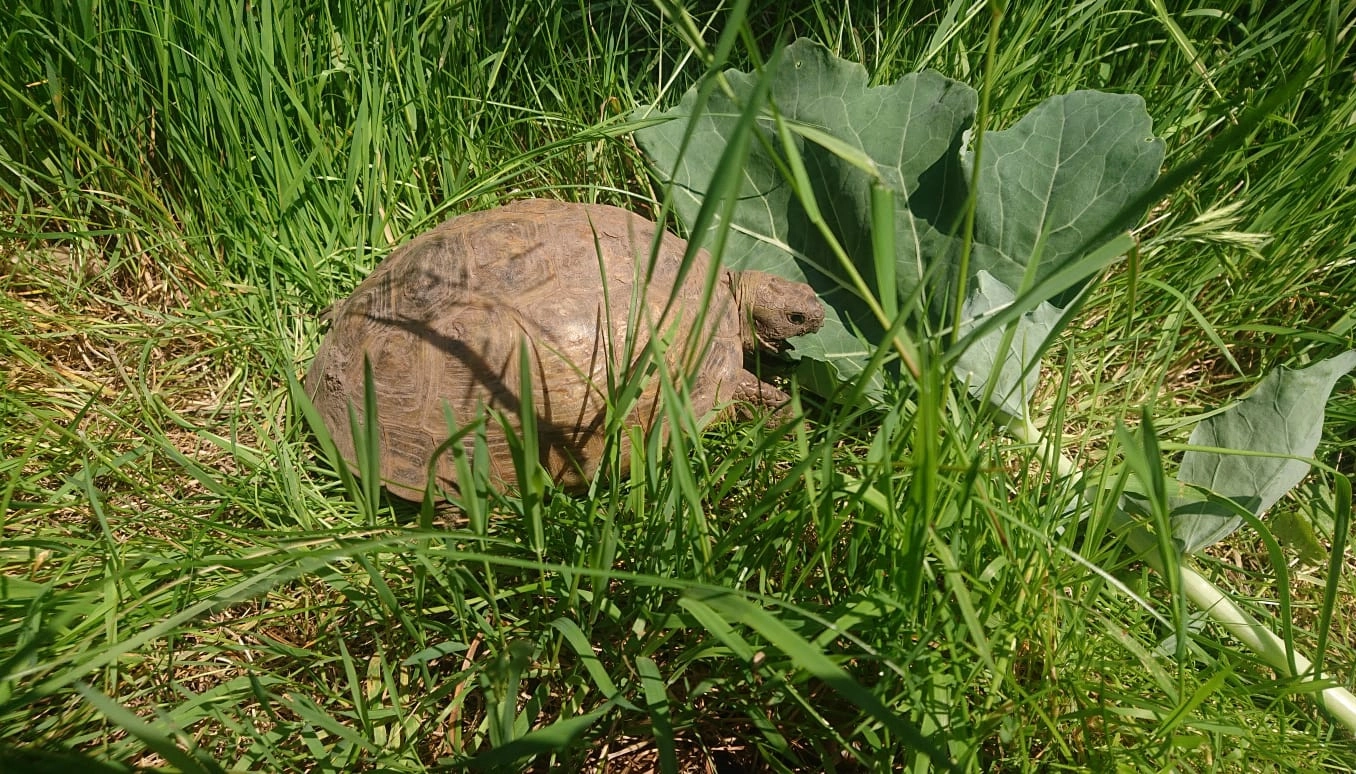 Schildi - 02694, Großdubrau