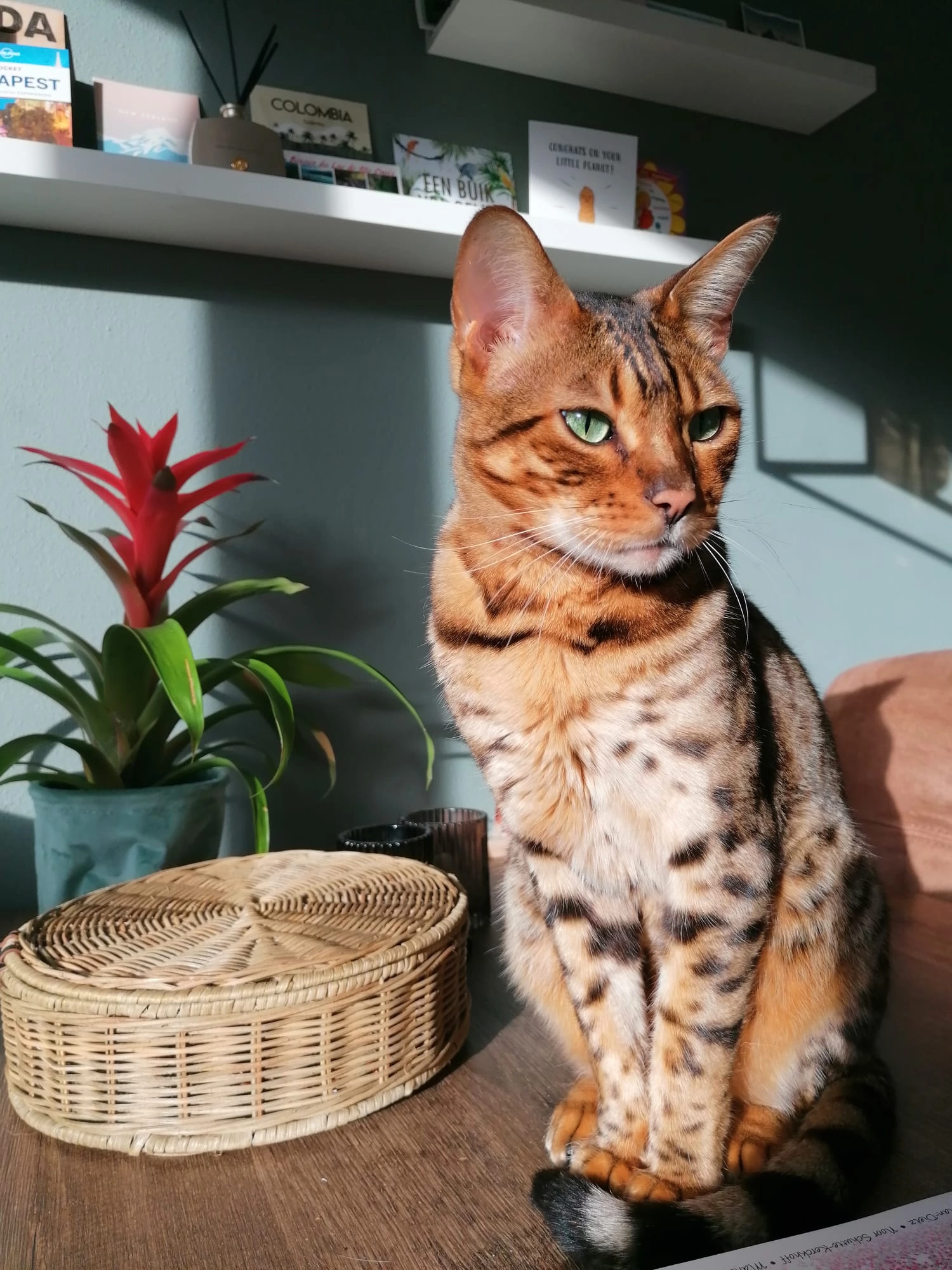 Sambal - Jan Oomenstraat, Bavel