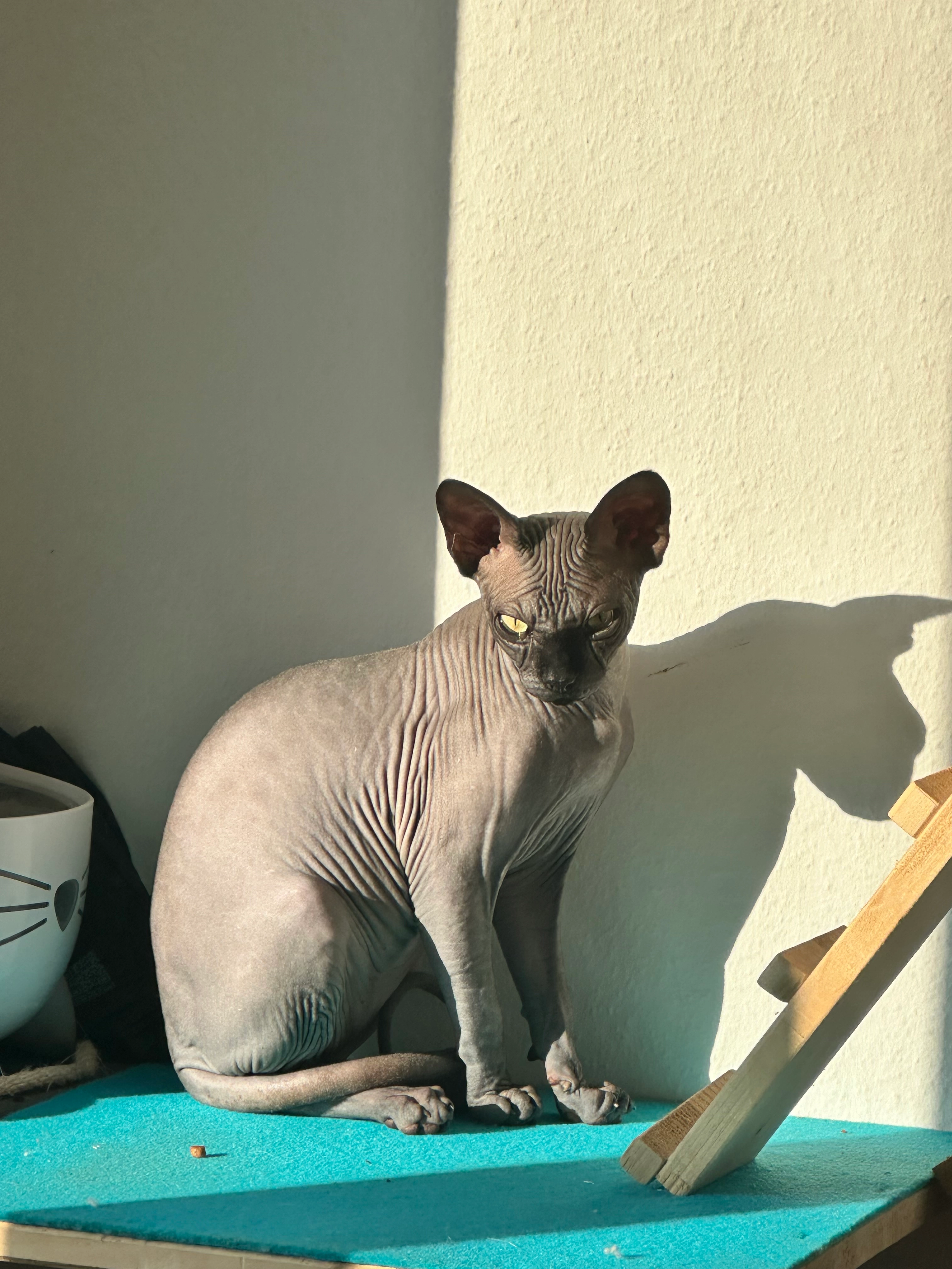 Yoda - Avenue du Stade 31, Payerne