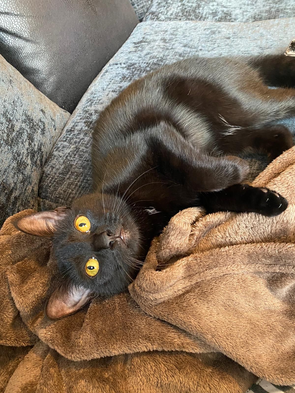 Pepper - Craigmore Road, Coleraine