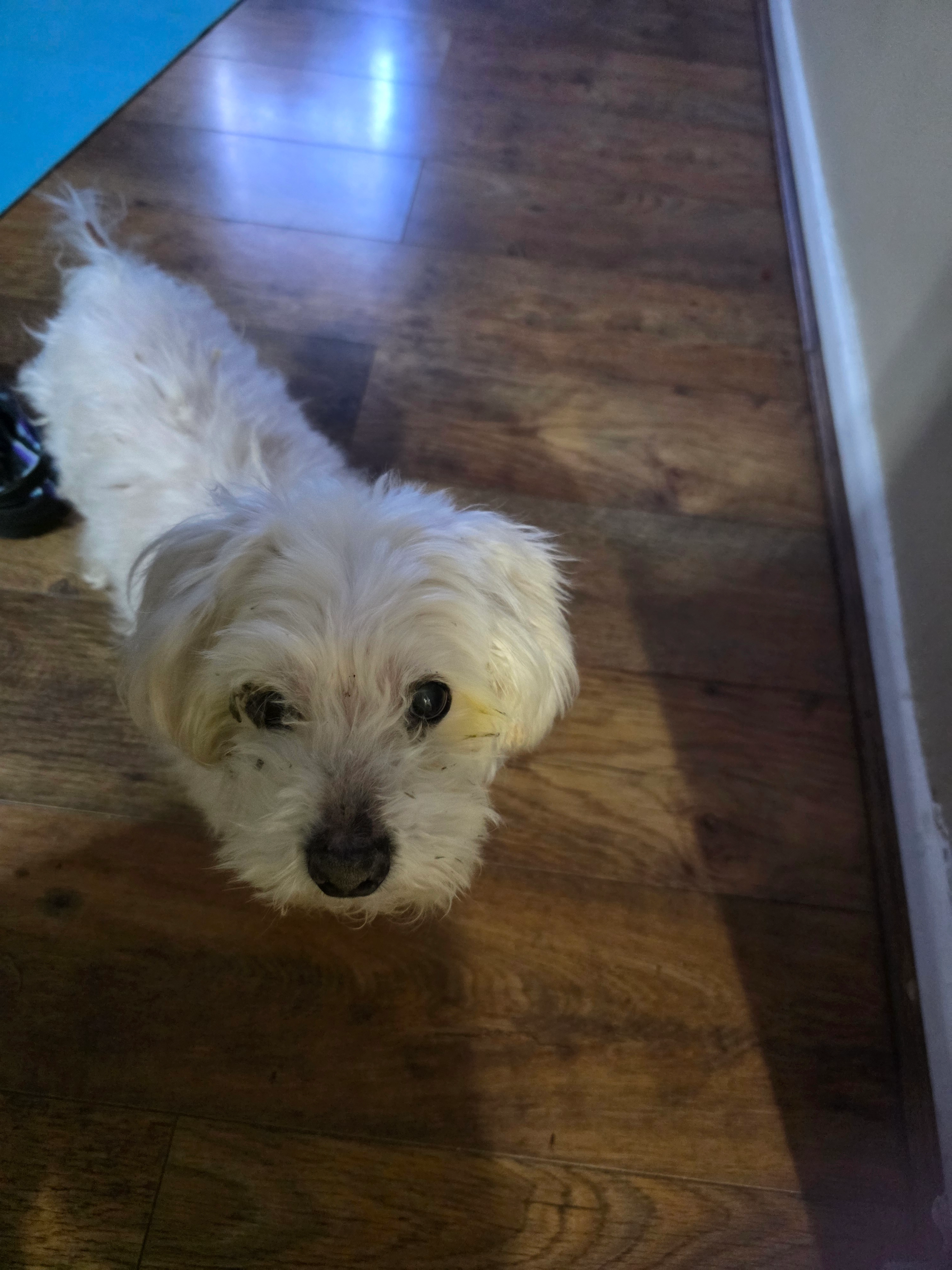 Goofy  - HA0 2, Wembley