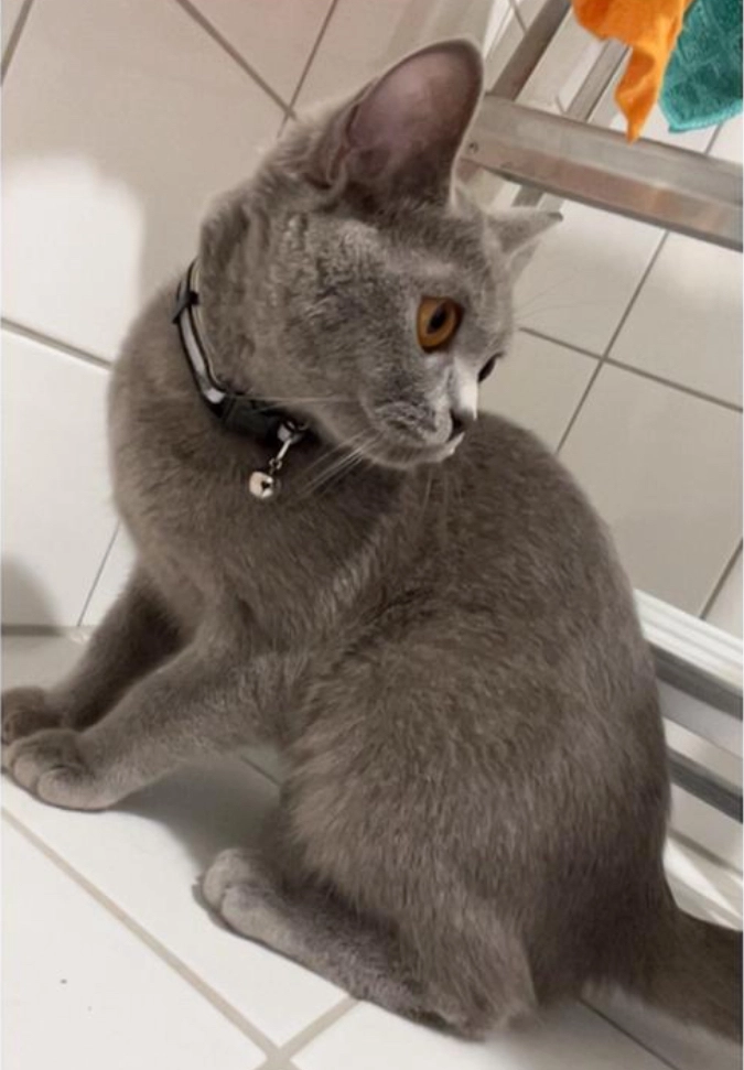 Muezza  - Rue Fernand Léger 36, Evere