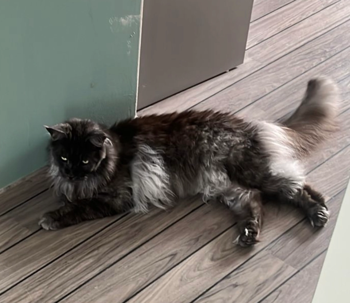 Thorin - Avenue Pierre Sémard, Brive-la-Gaillarde