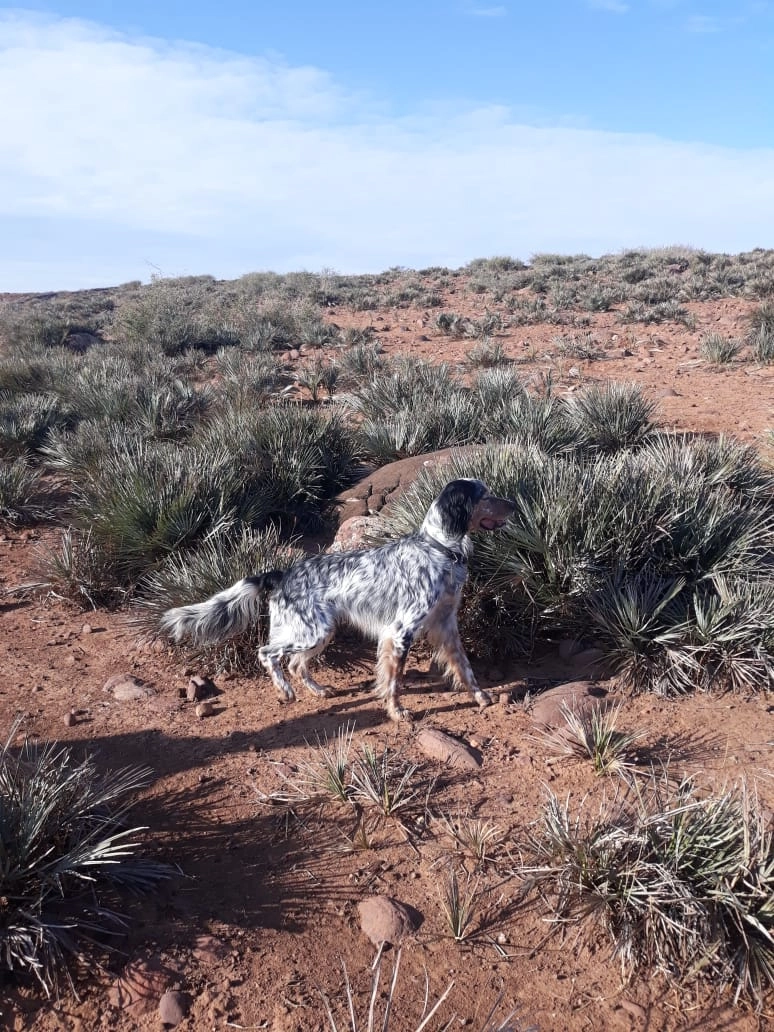 Found Cat - Avenue Beau Soleil, Biarritz
