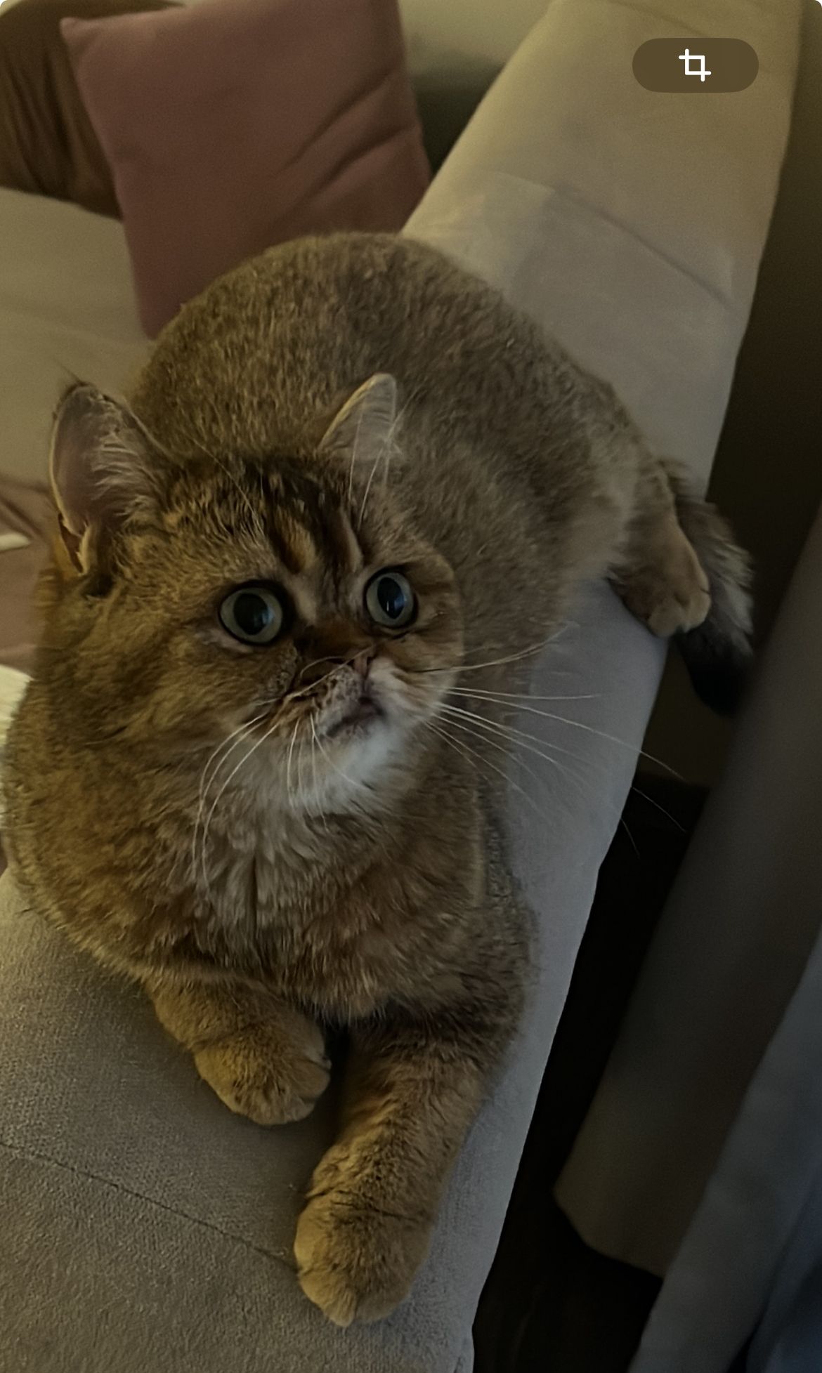 piso - Yeznik Koghbatsu poghots, Yerevan