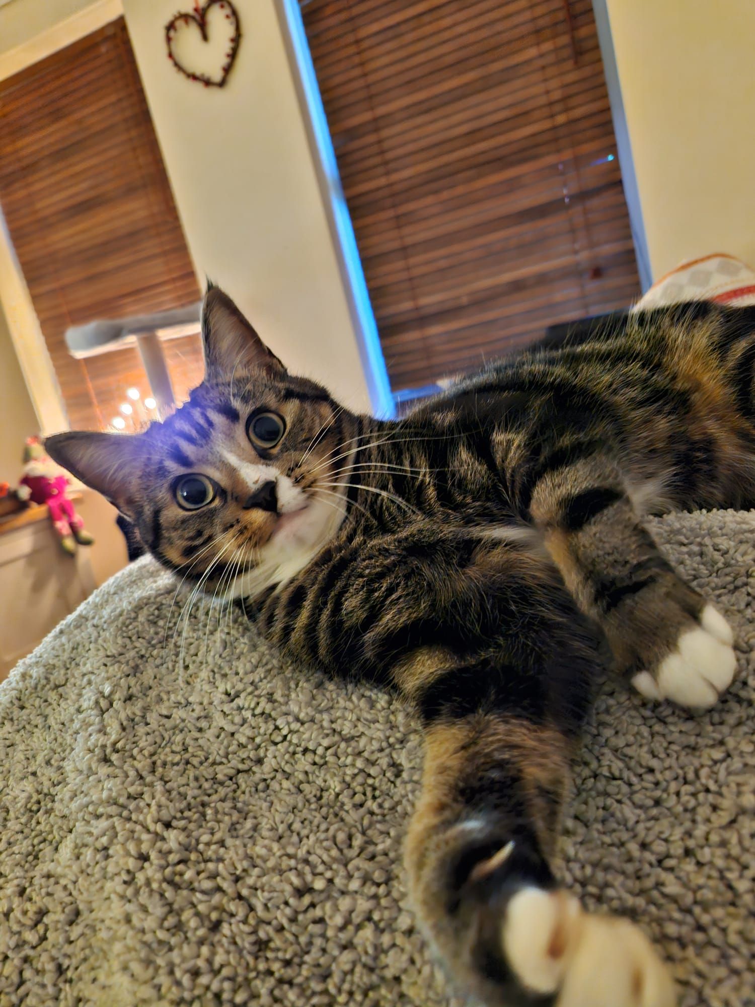 Cleo - S80 3, Worksop