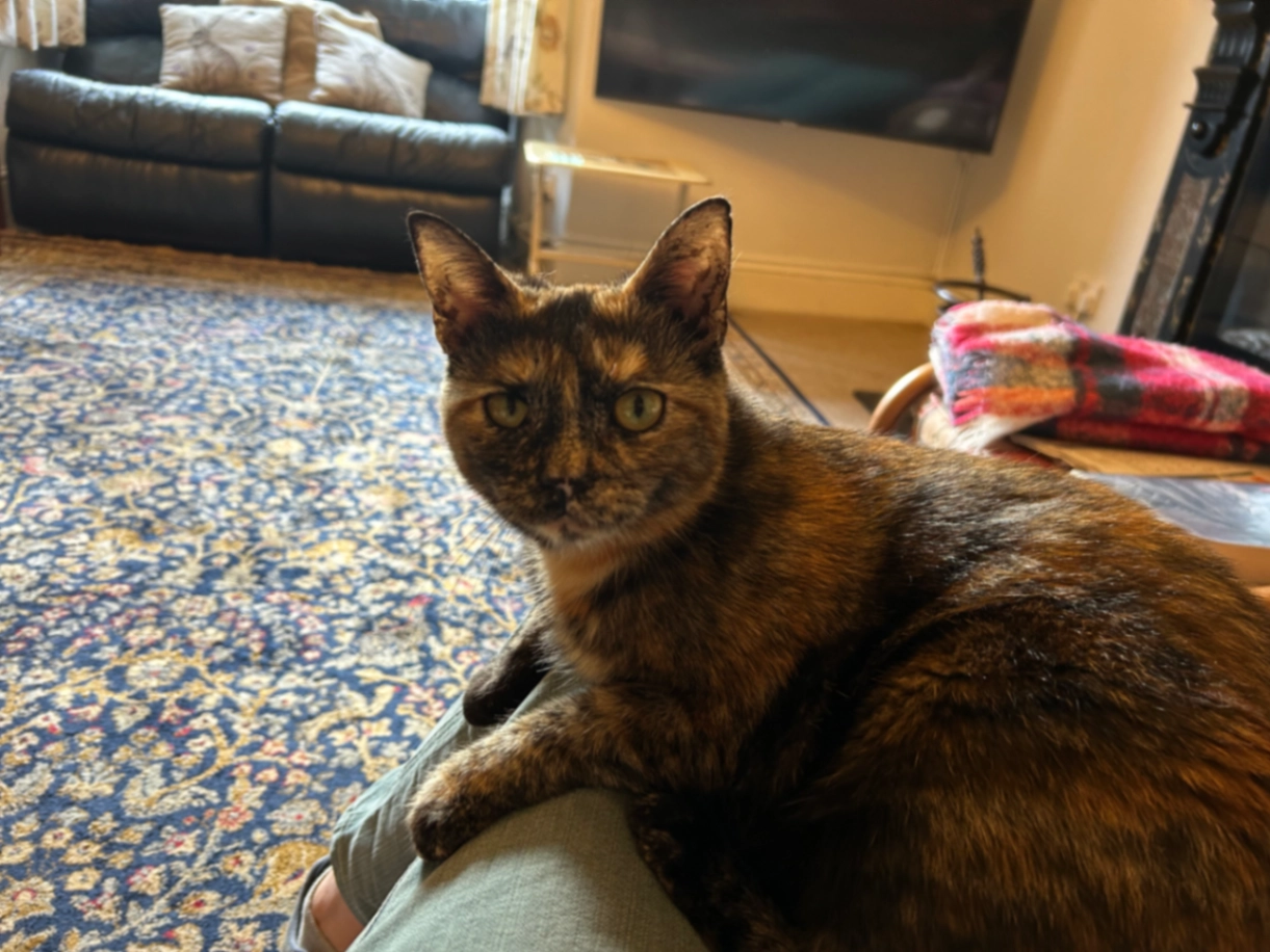 Freya - The Gardens, Northmoor Road, Dulverton , Dulverton