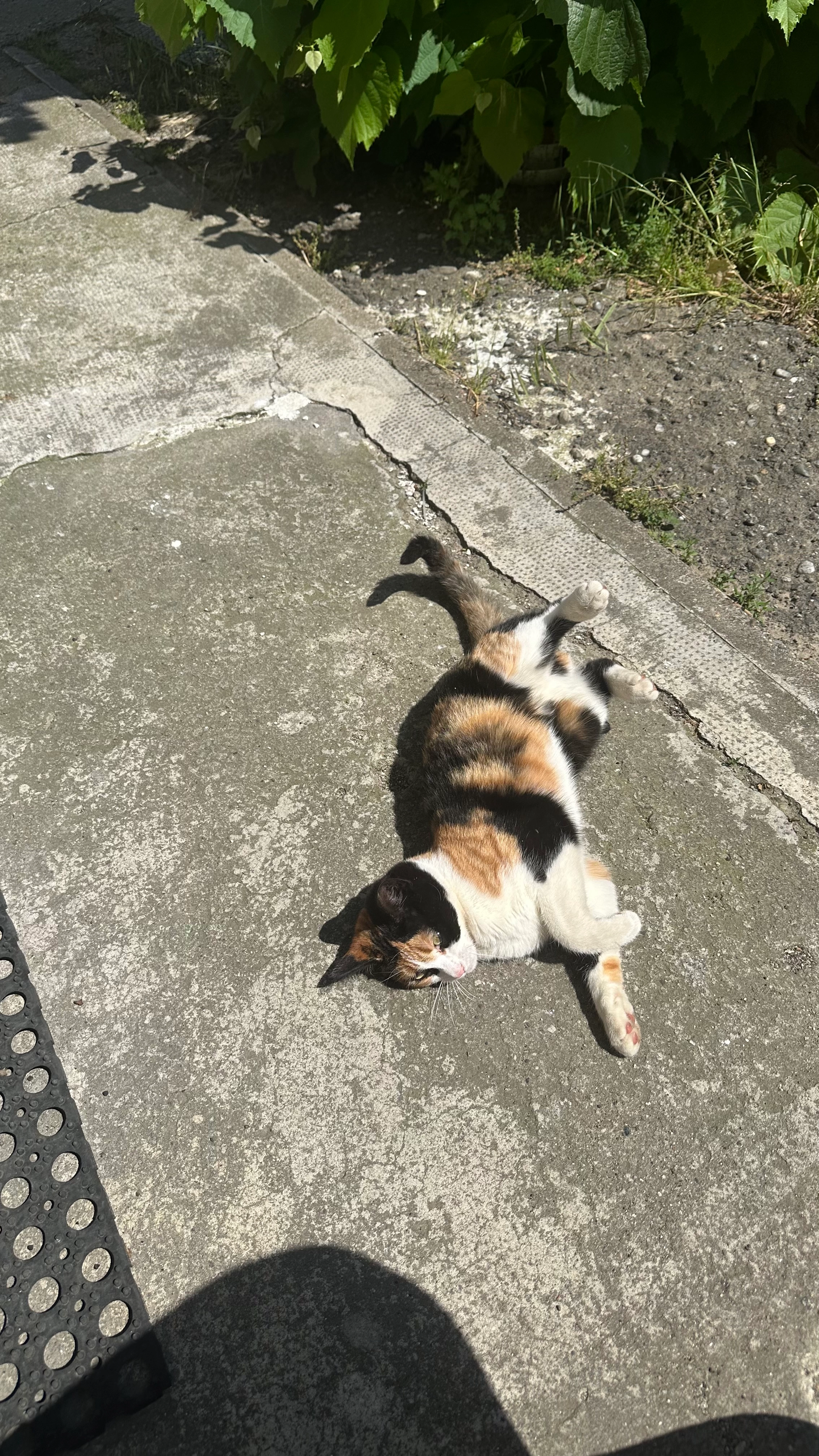 Tilde - Via Gioacchino Murat, Milan