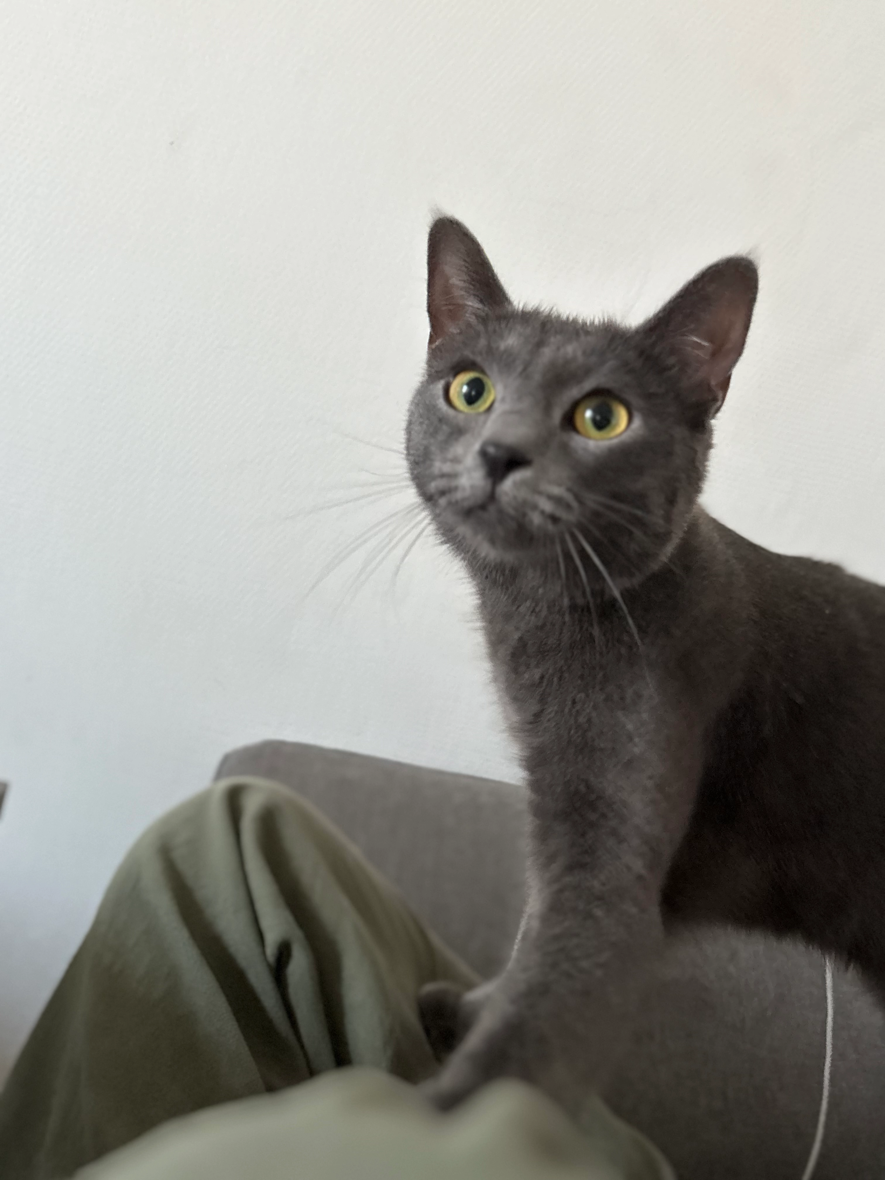 Yuzu - 13 Allée du Périgord, Colomiers