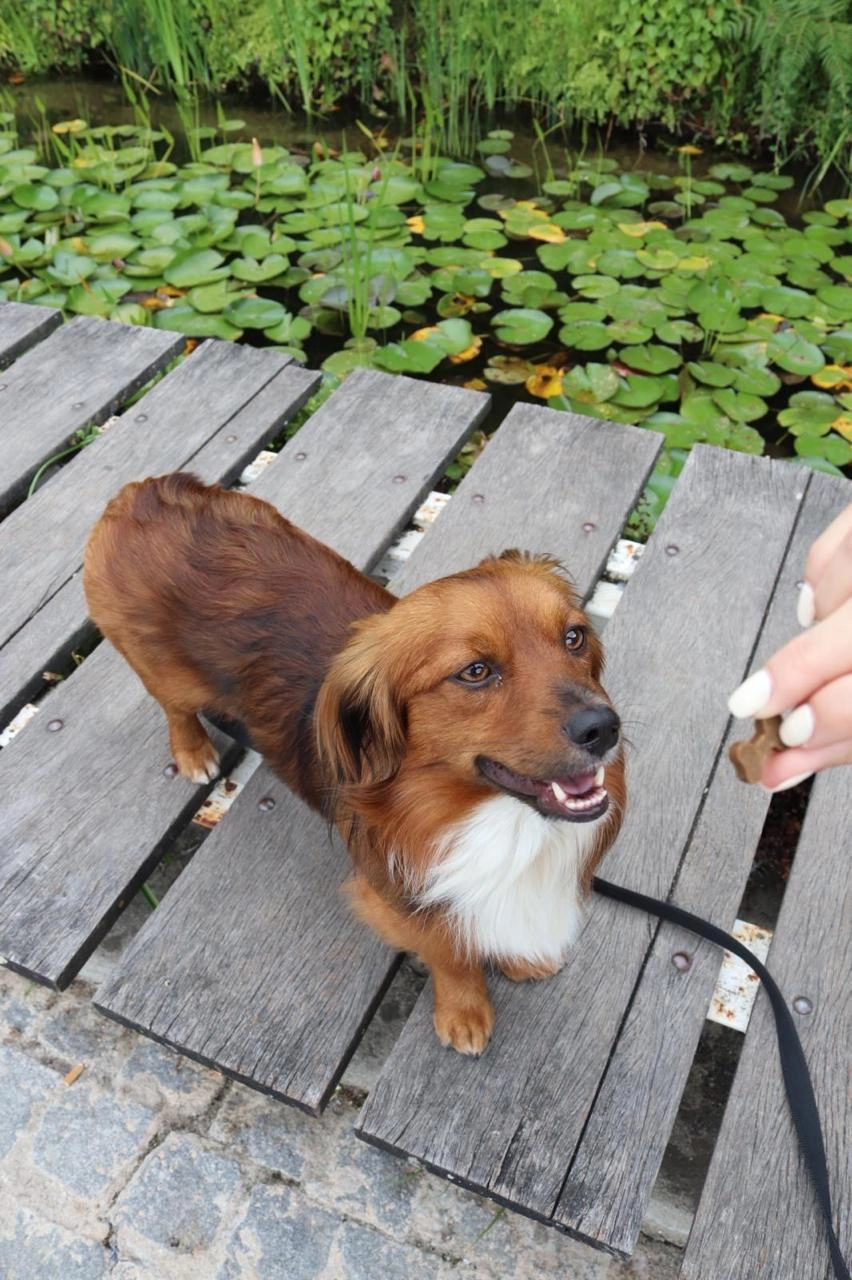 Kiko - Largo de São Domingos de Benfica, Lisboa