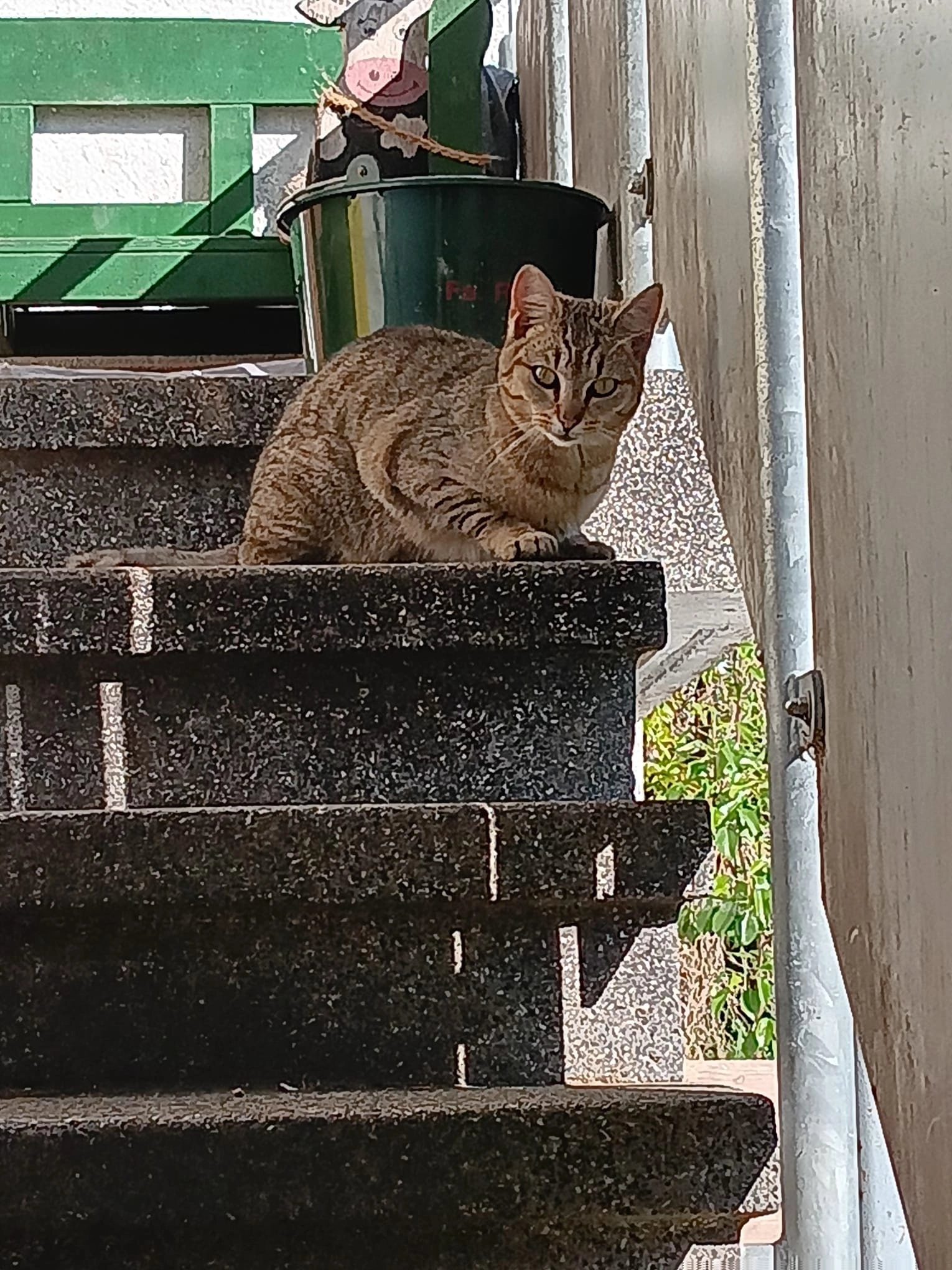 Jimmi - Hauptstraße , Niedenstein