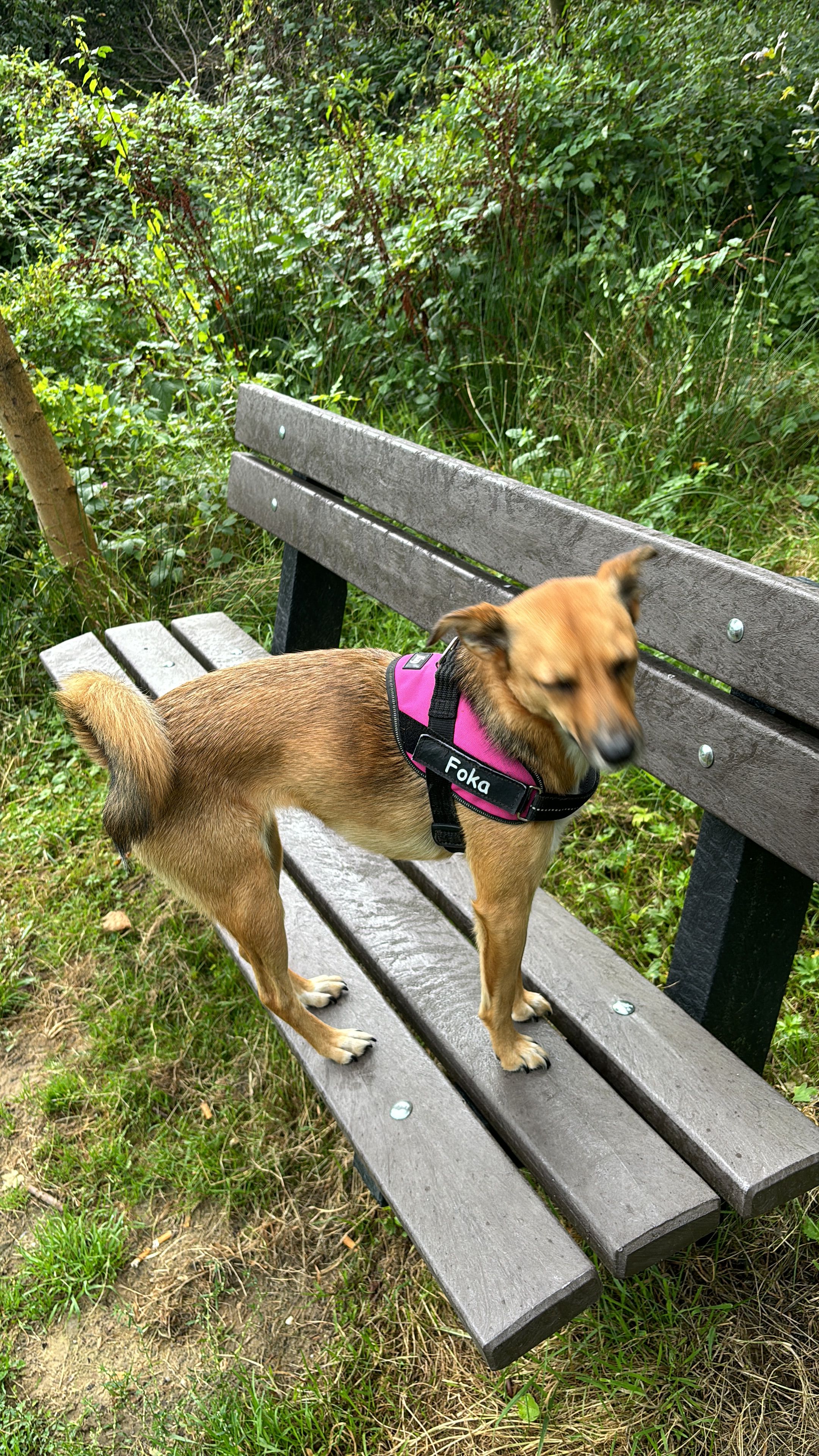 Foka - Spiegelstraat, Hoogeveen