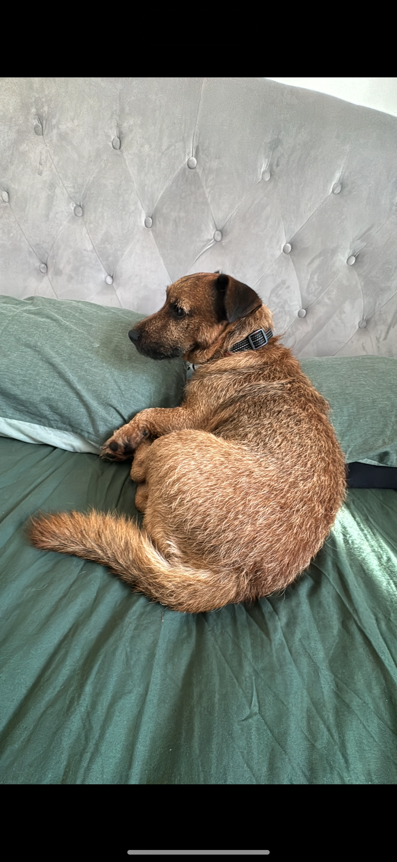 Alfie - Main Road, Sidcup