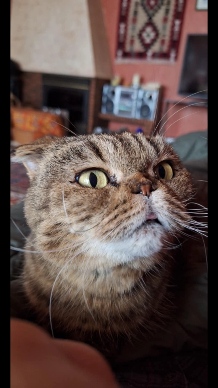 Karmoussa - 9 Avenue des Hirondelles, Saint-Herblain